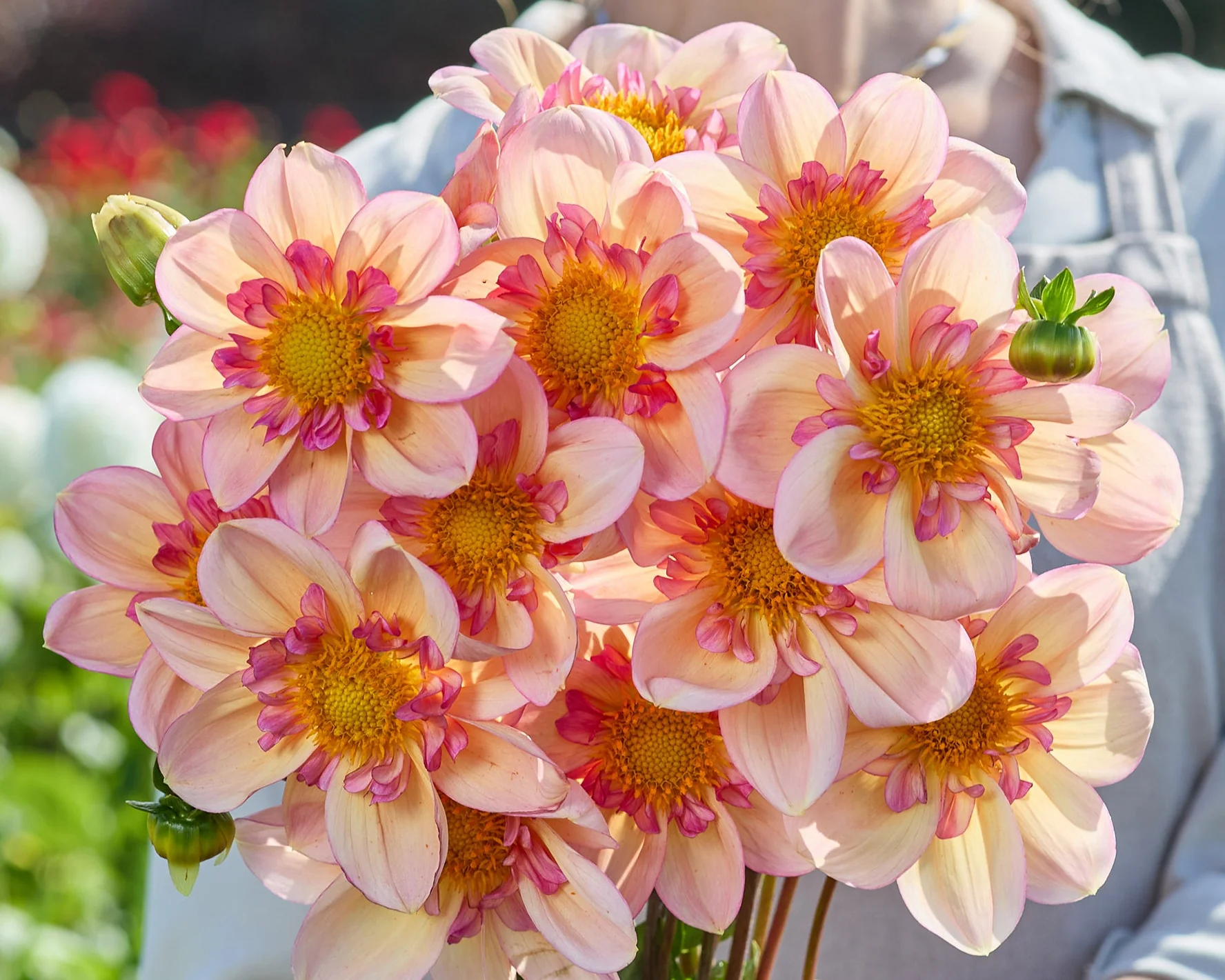 Dahlia 'Campus Nature Métier' - Image 2
