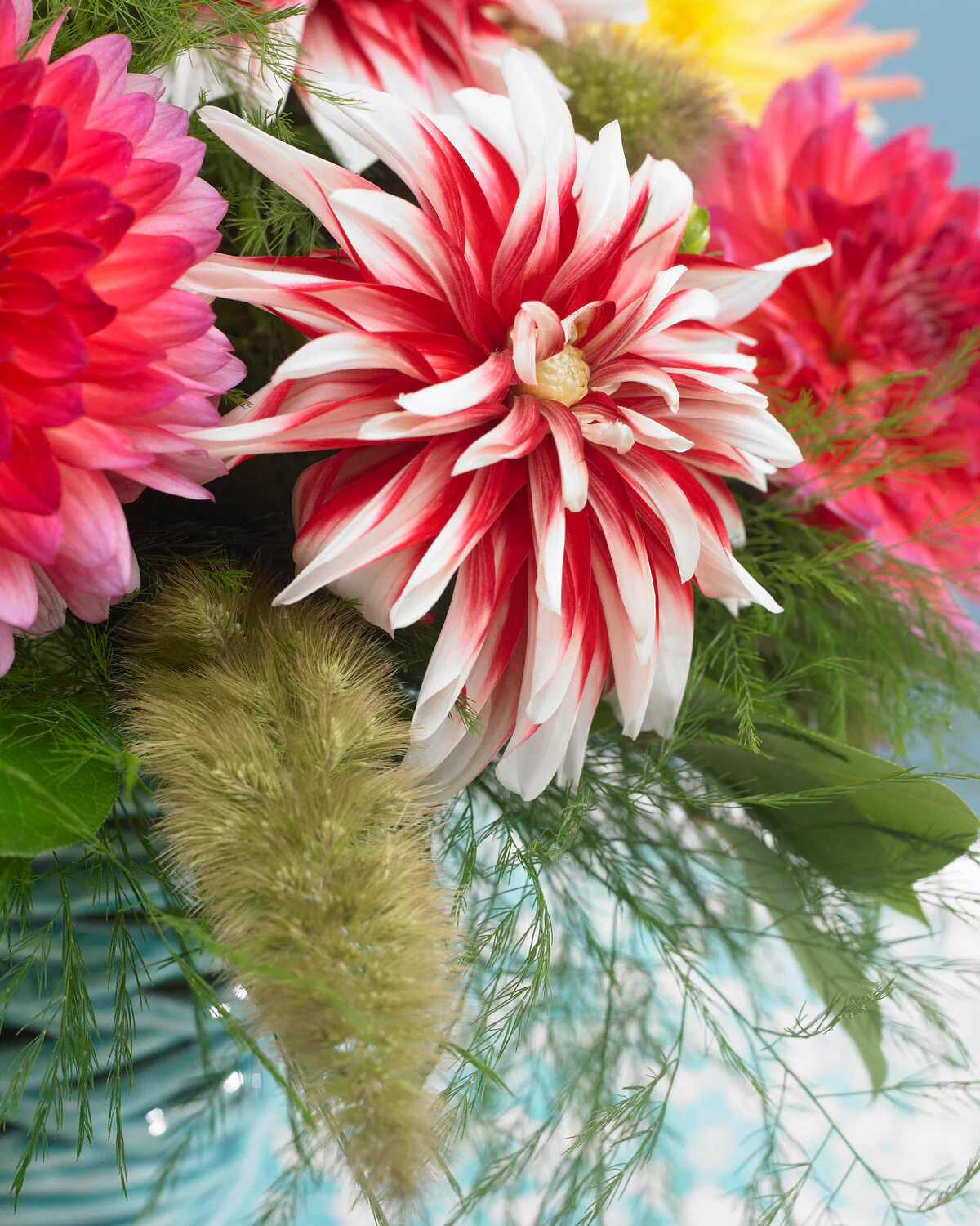 Dahlia 'Catching Fire' - Image 9