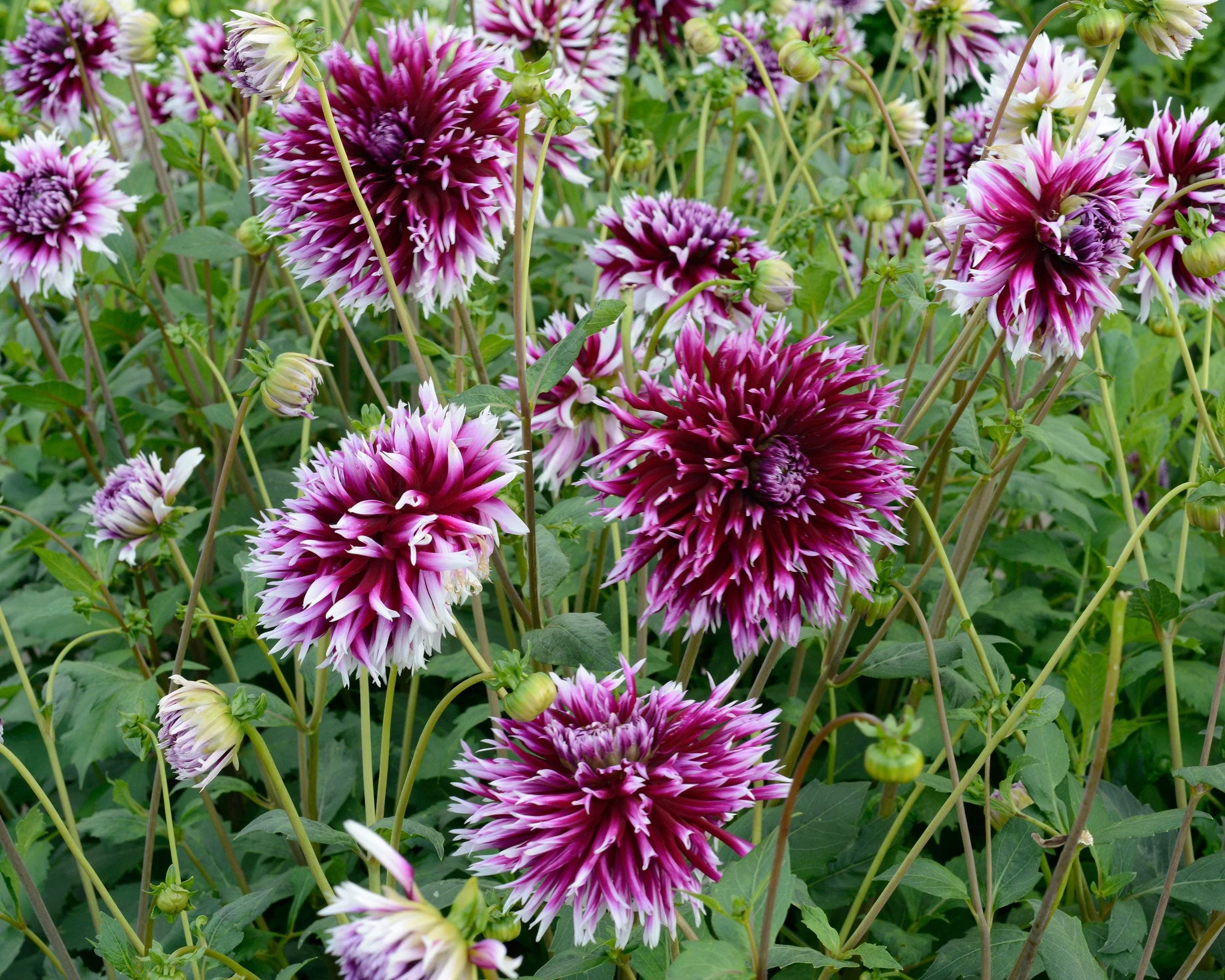 Dahlia 'Clair-Obscur' - Image 4