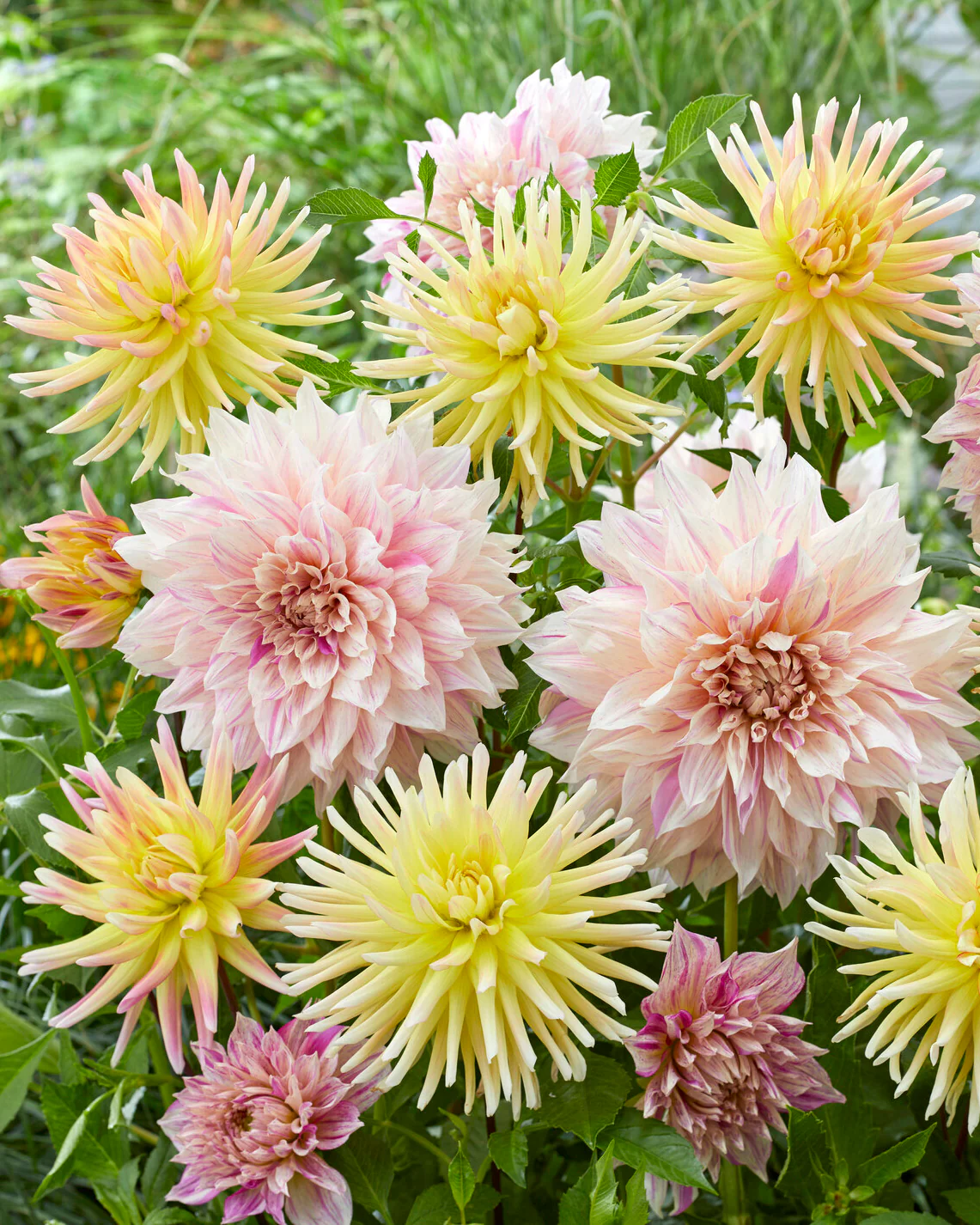 Dahlia collection 'Banana Latte' - Image 3