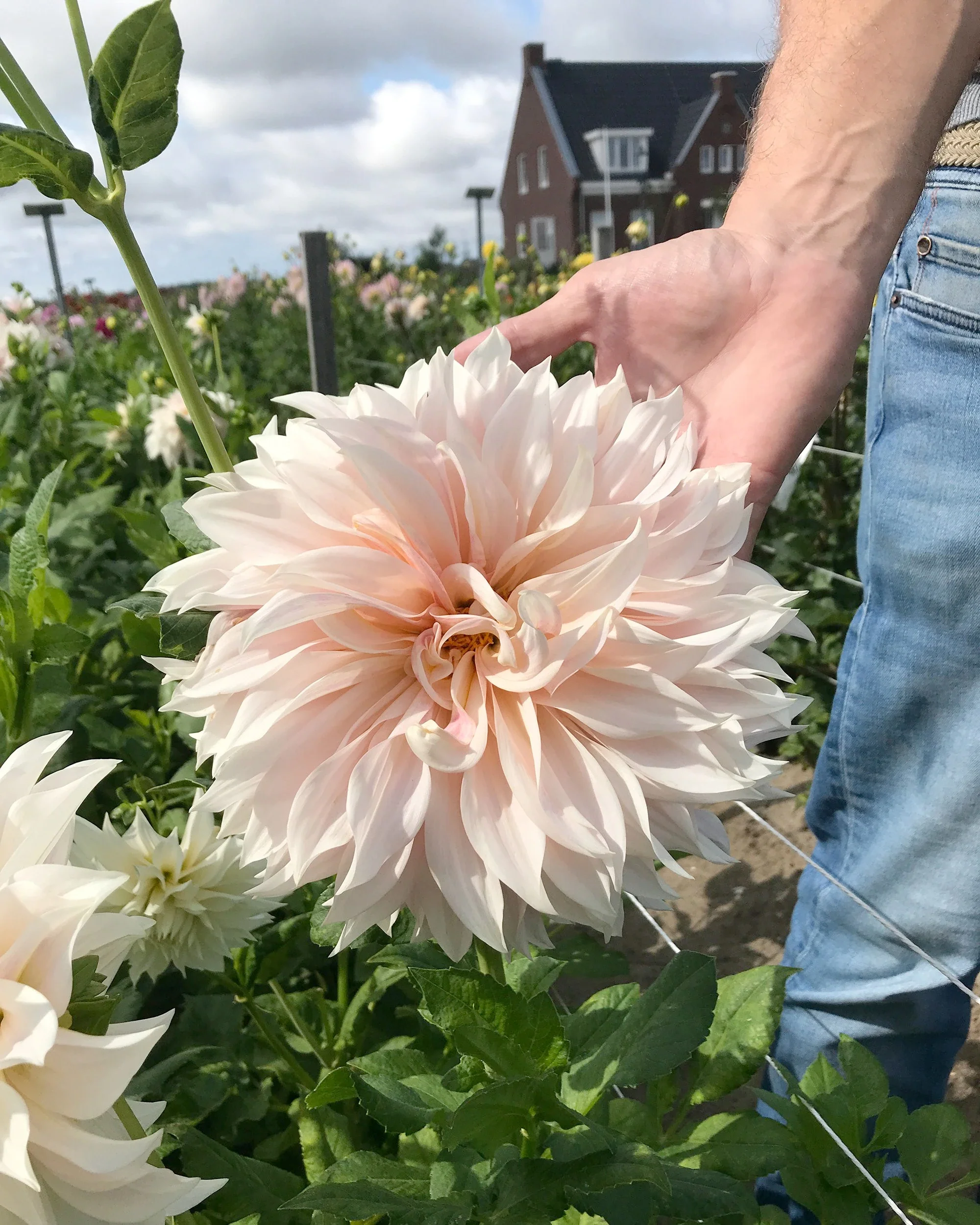Dahlia collection 'Barista' - Image 3