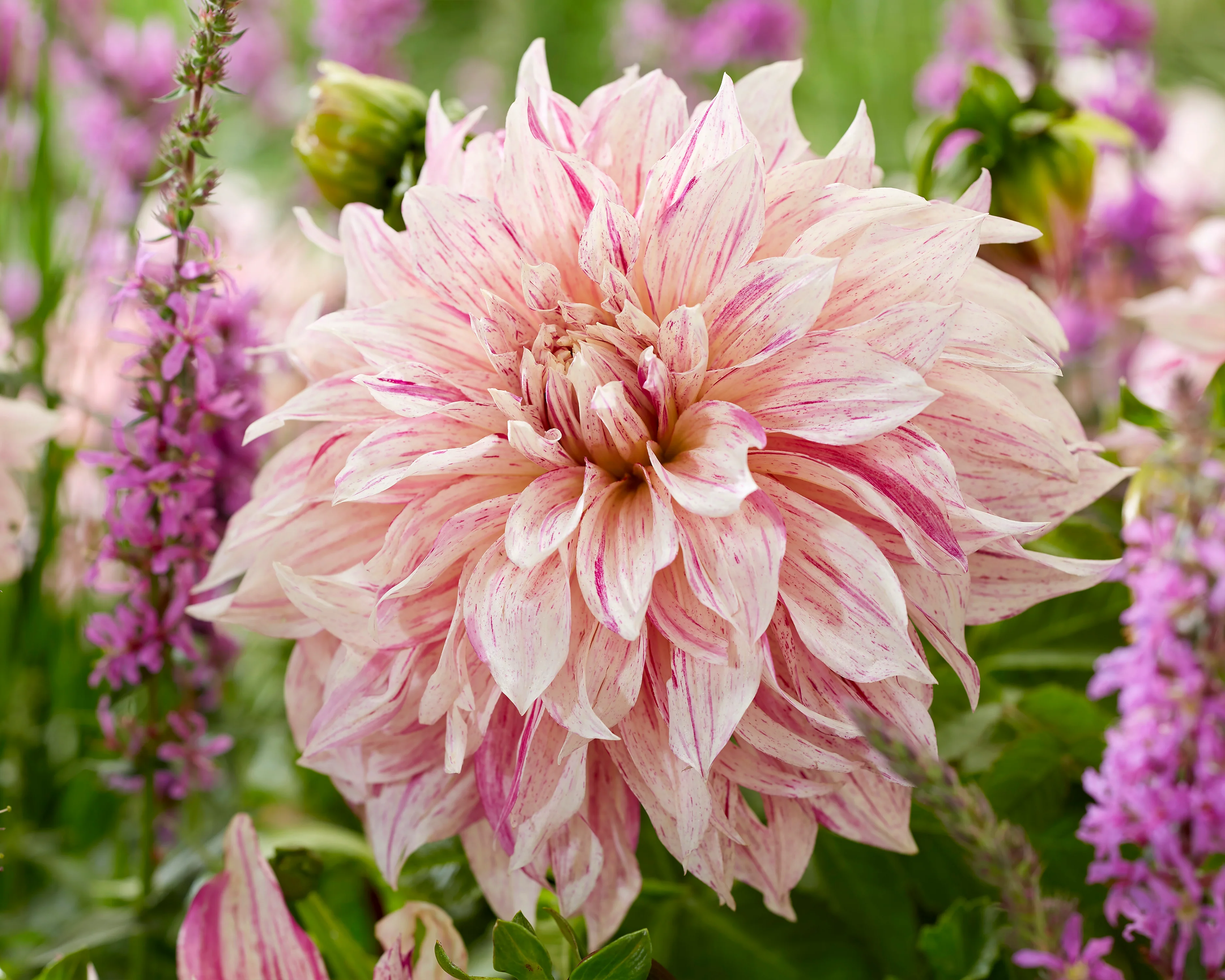 Dahlia collection 'Barista' - Image 5