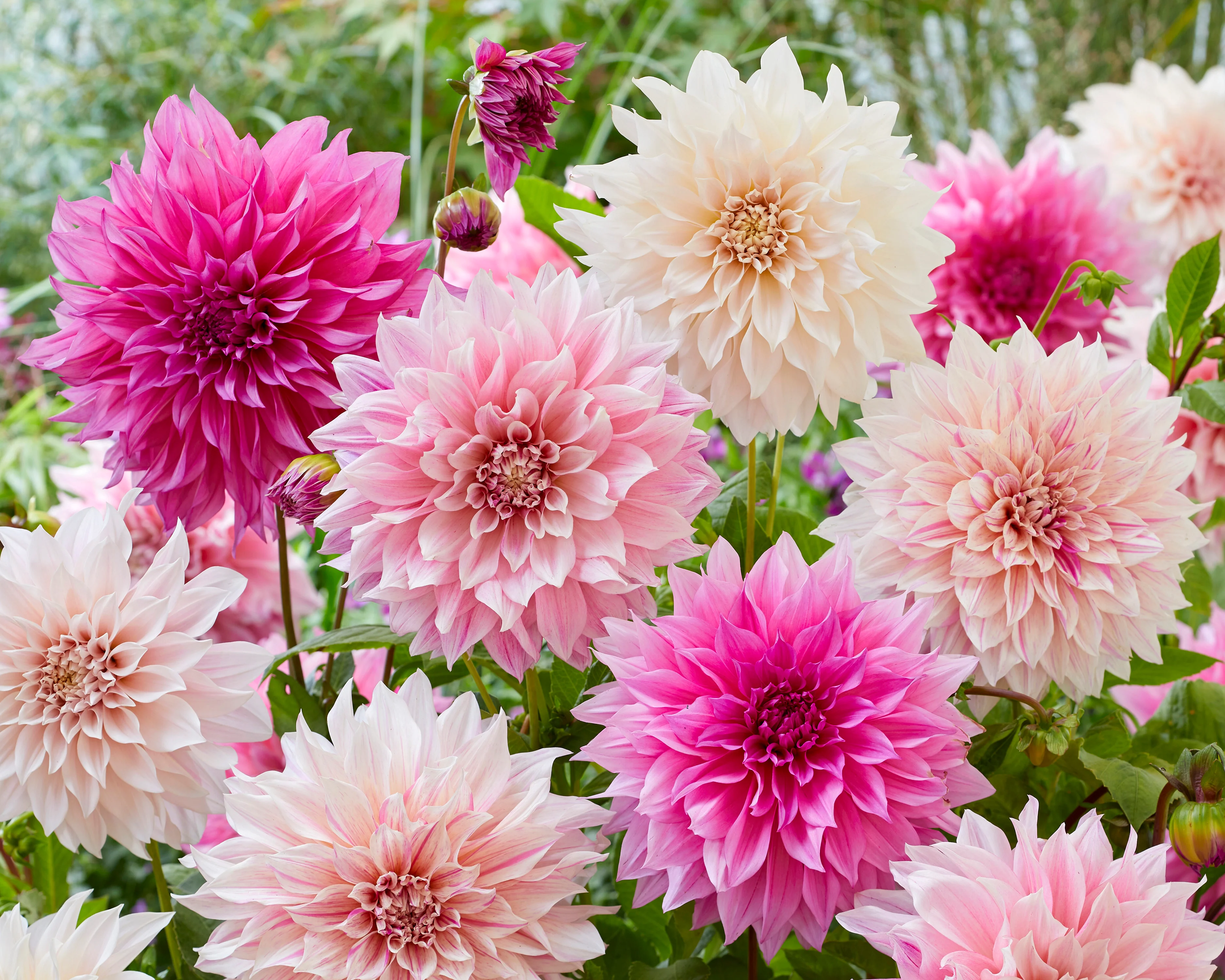 Dahlia collection 'Barista' - Image 8
