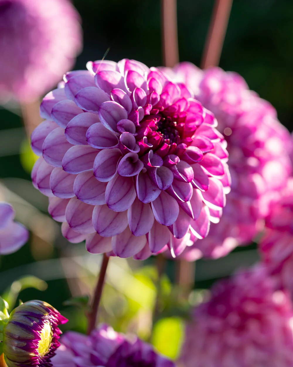 Dahlia 'Columbus' - Image 4