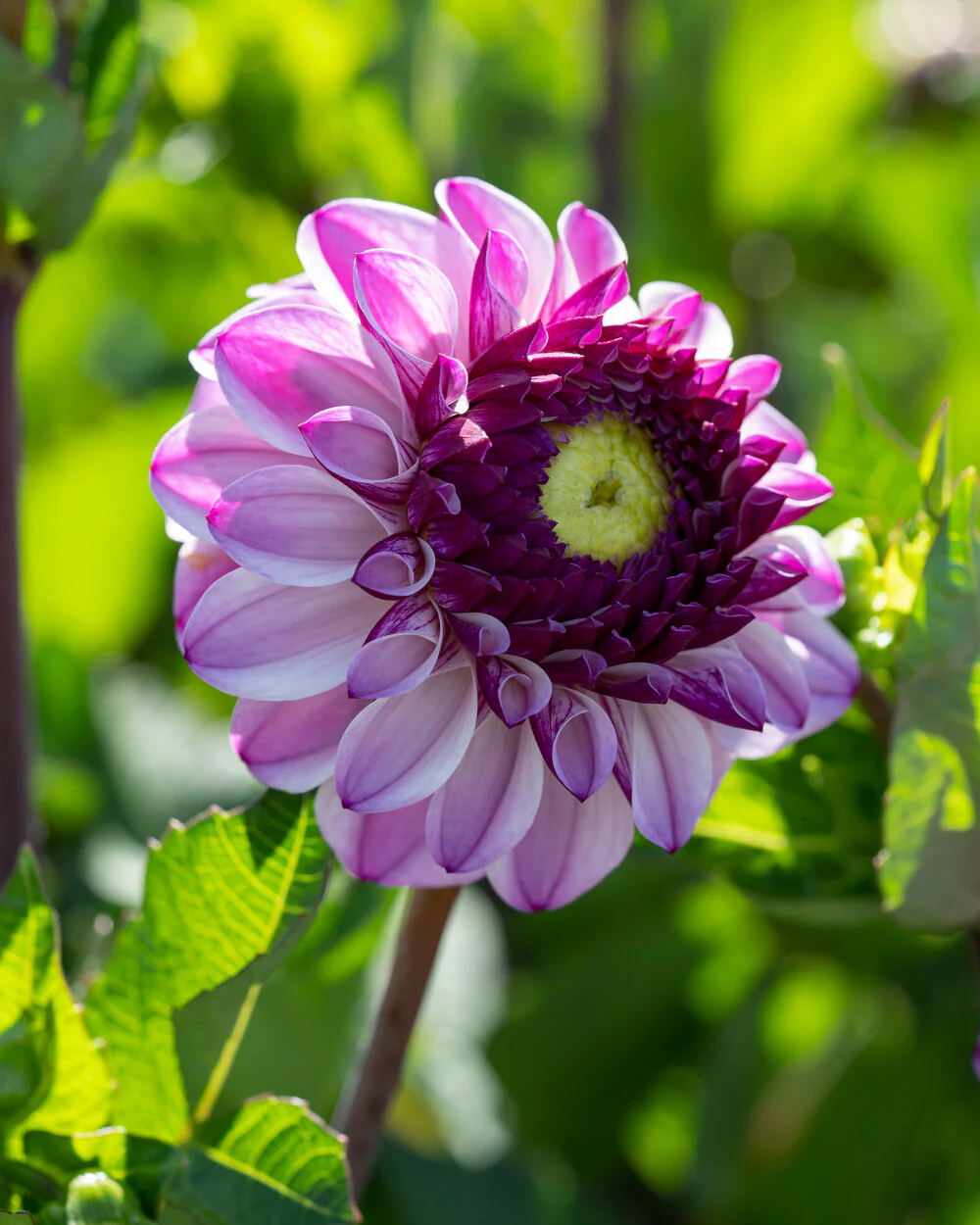 Dahlia 'Columbus' - Image 6