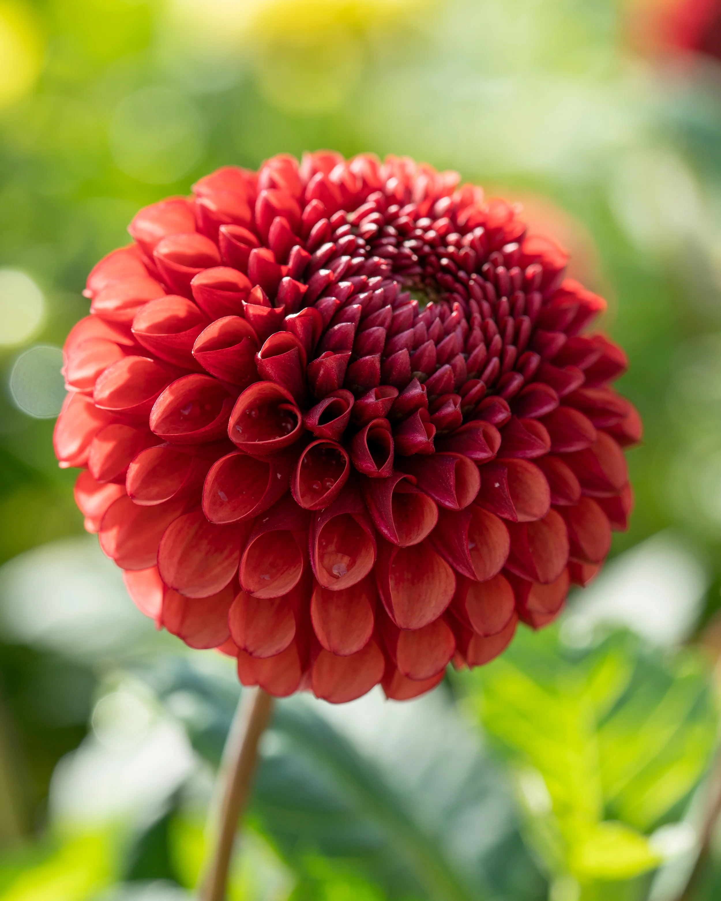 Dahlia 'Copperboy' - Image 2