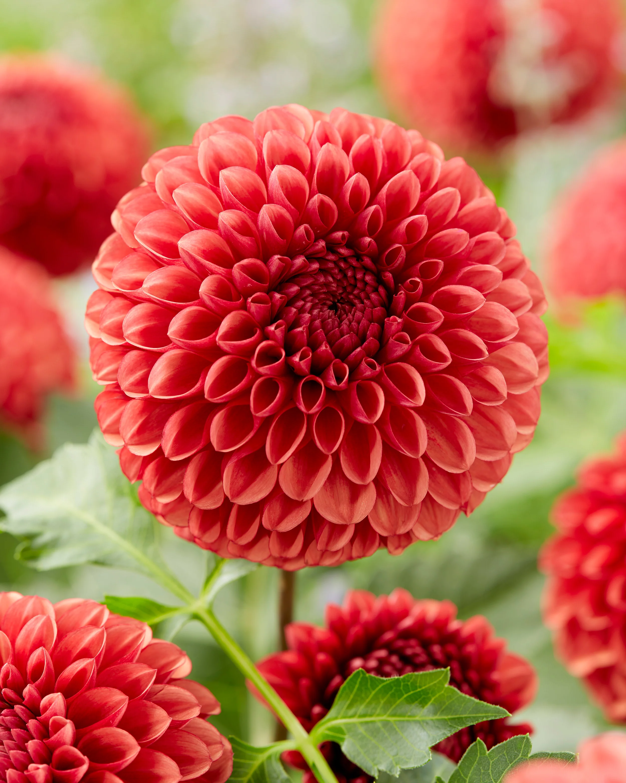 Dahlia 'Copperboy' - Image 4