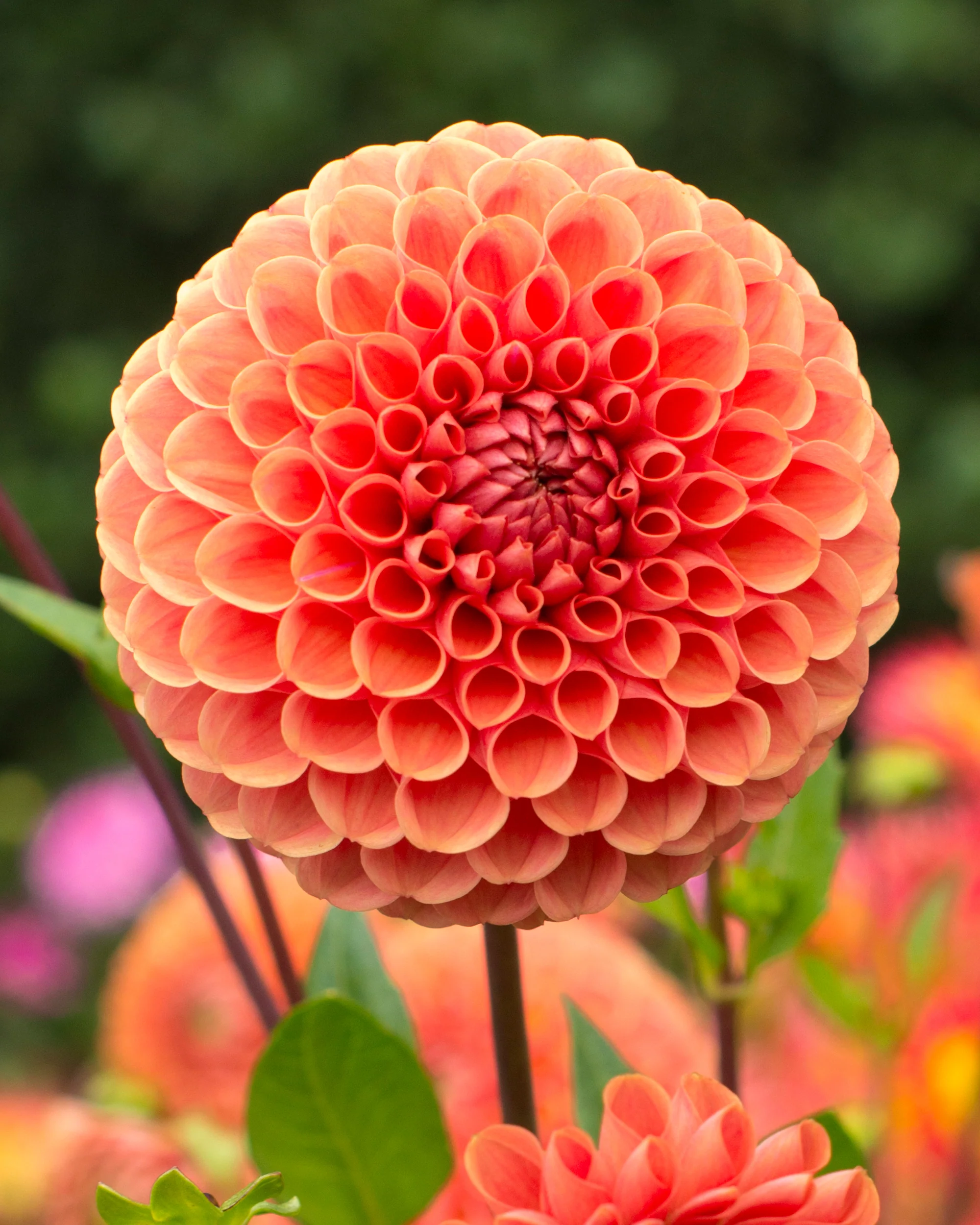 Dahlia 'Cornel Brons' - Image 3