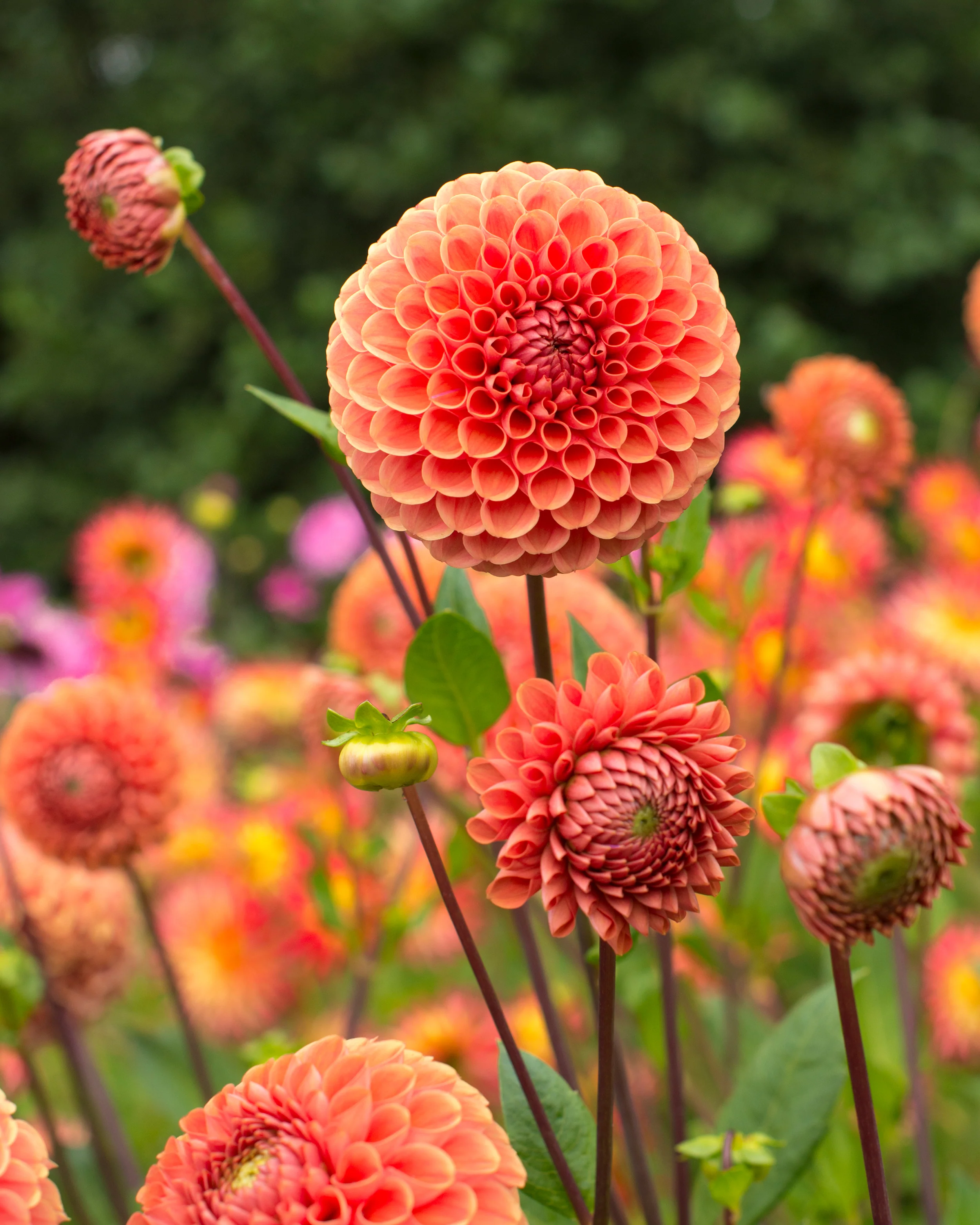 Dahlia 'Cornel Brons' - Image 5