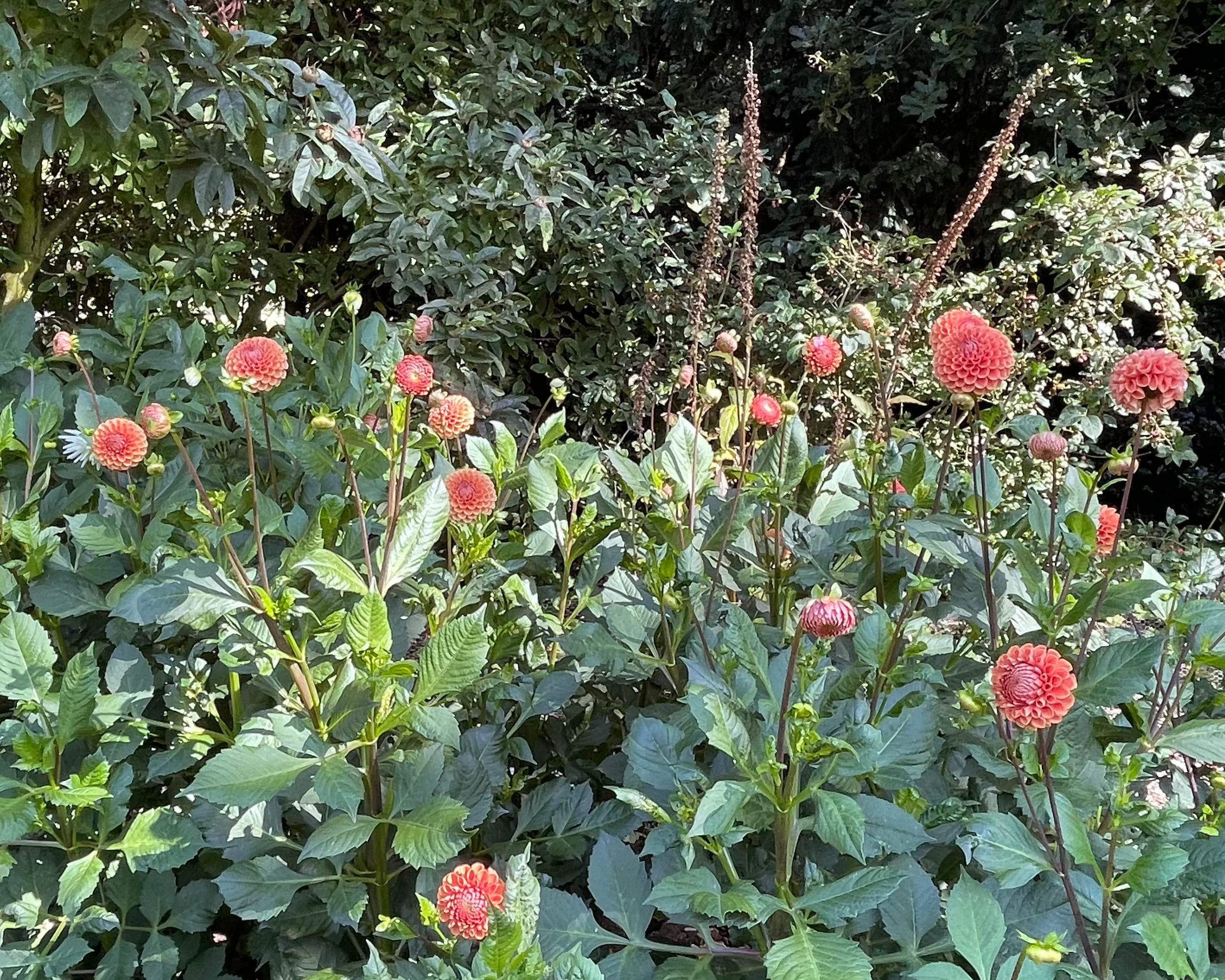 Dahlia 'Cornel Brons' - Image 7
