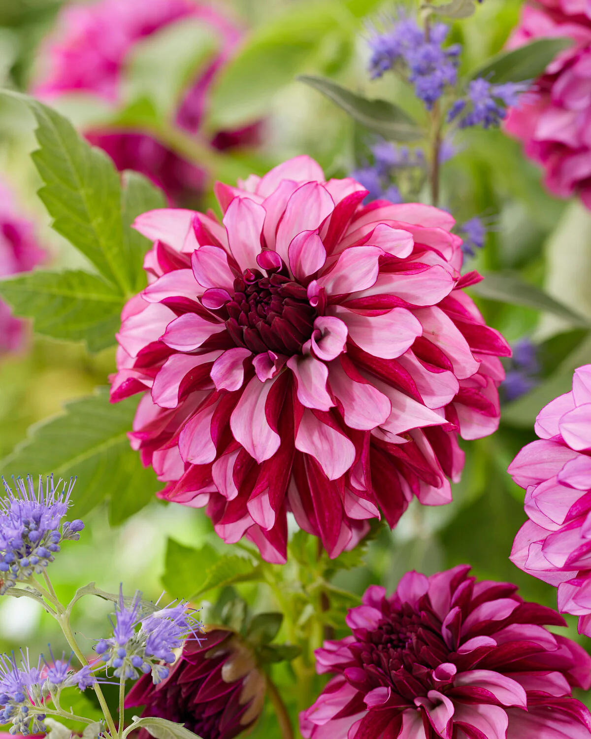 Dahlia 'Cranberry Classic' - Image 2