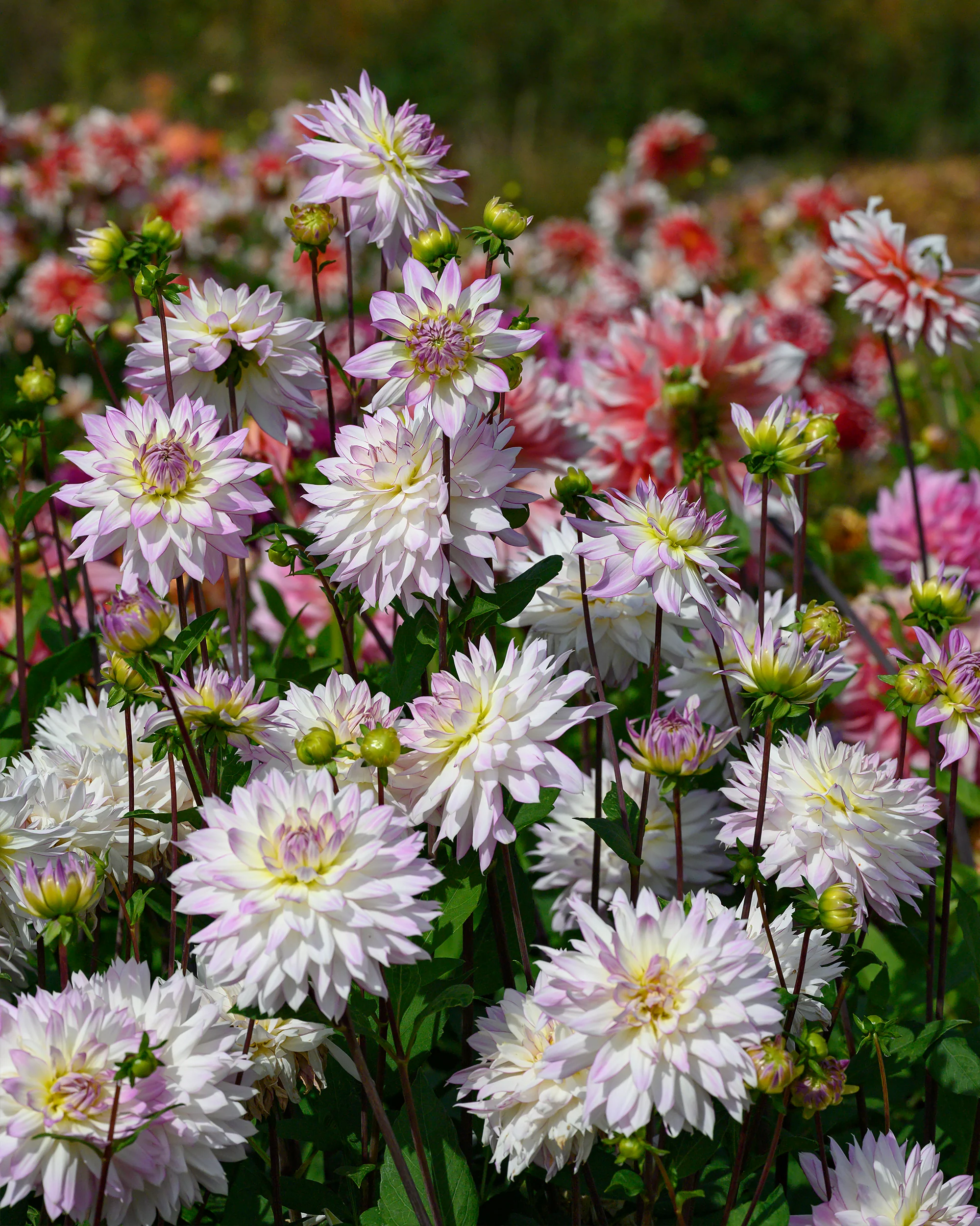 Dahlia 'Crazy Love' - Image 2