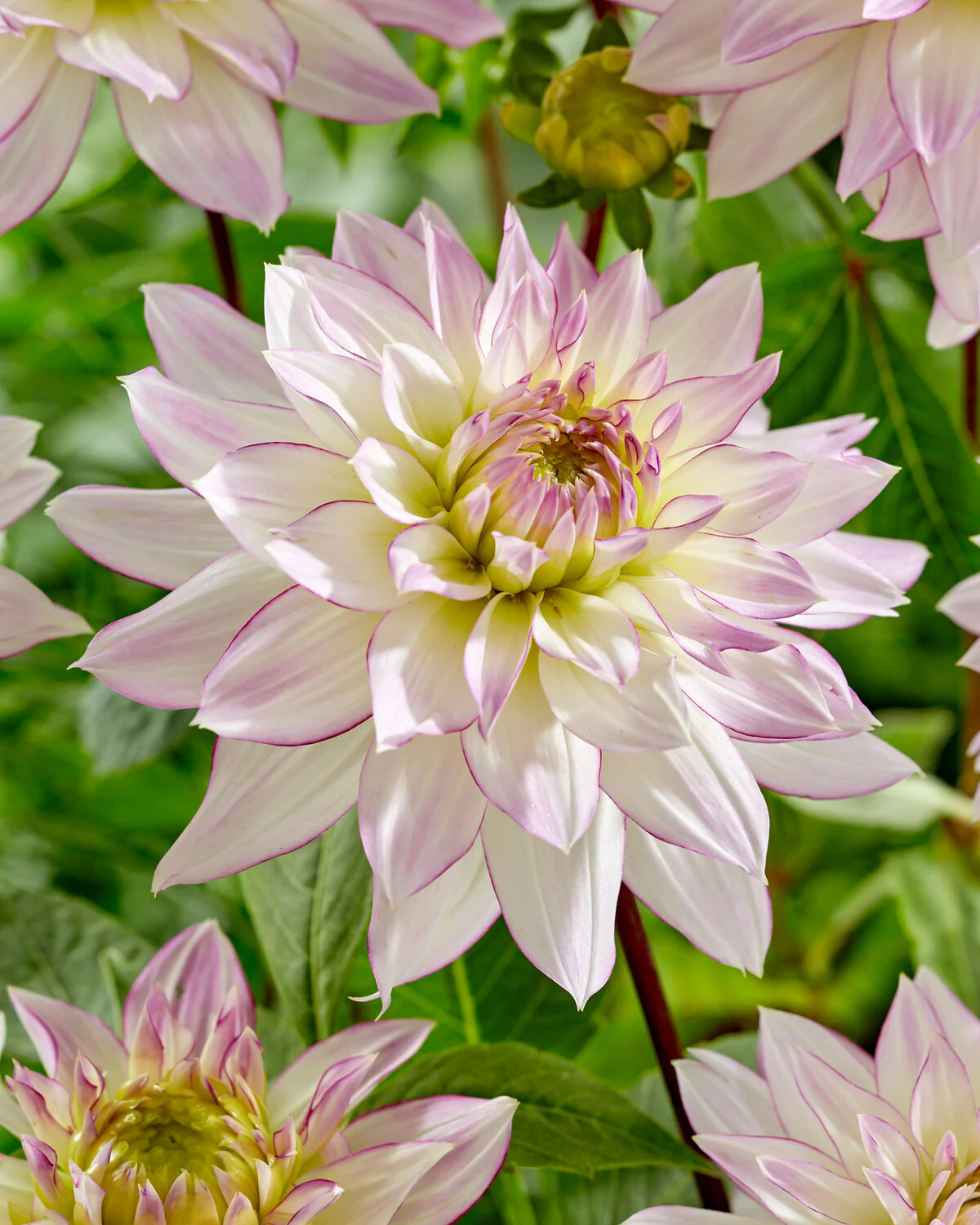 Dahlia 'Crazy Love' - Image 3