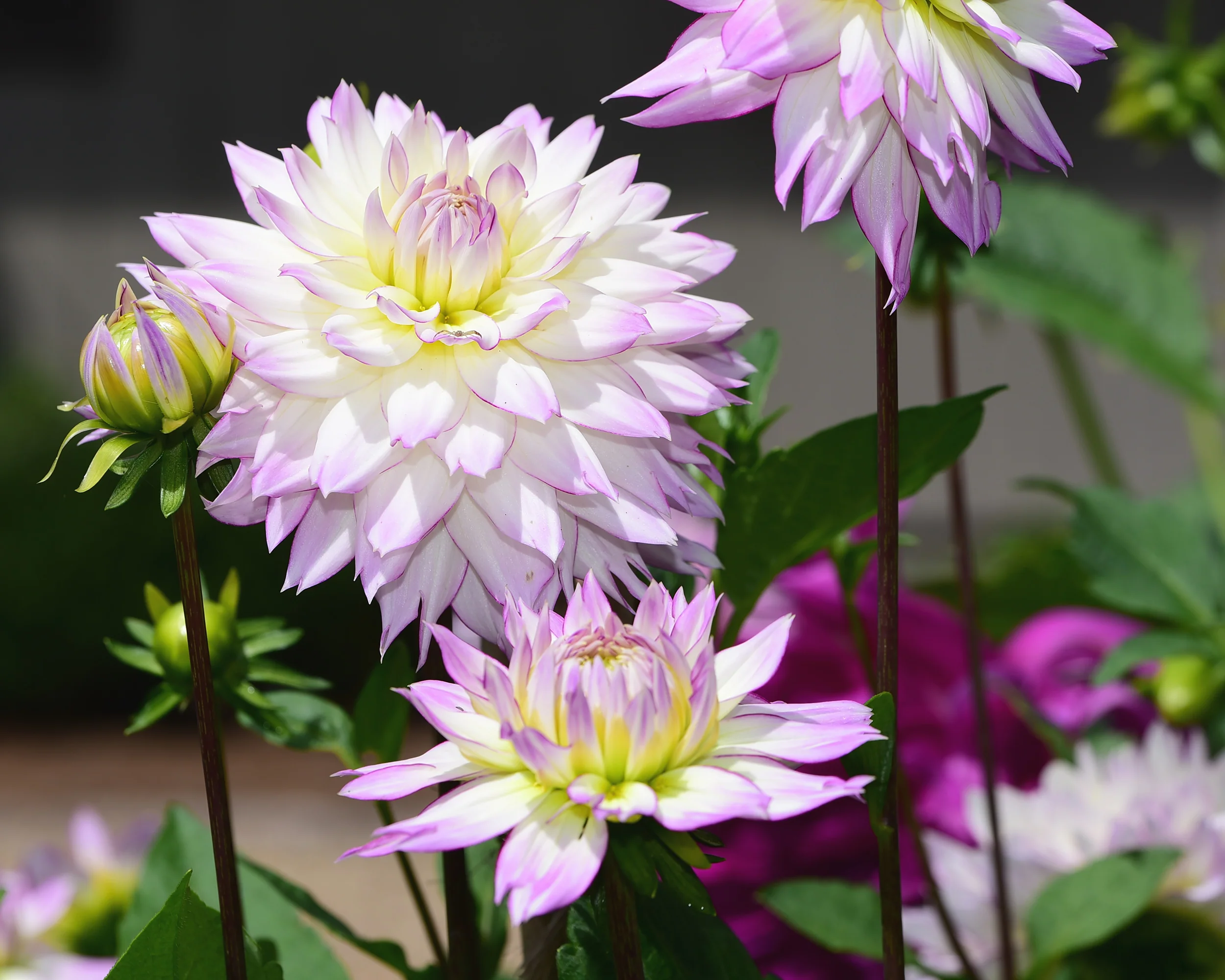 Dahlia 'Crazy Love' - Image 4