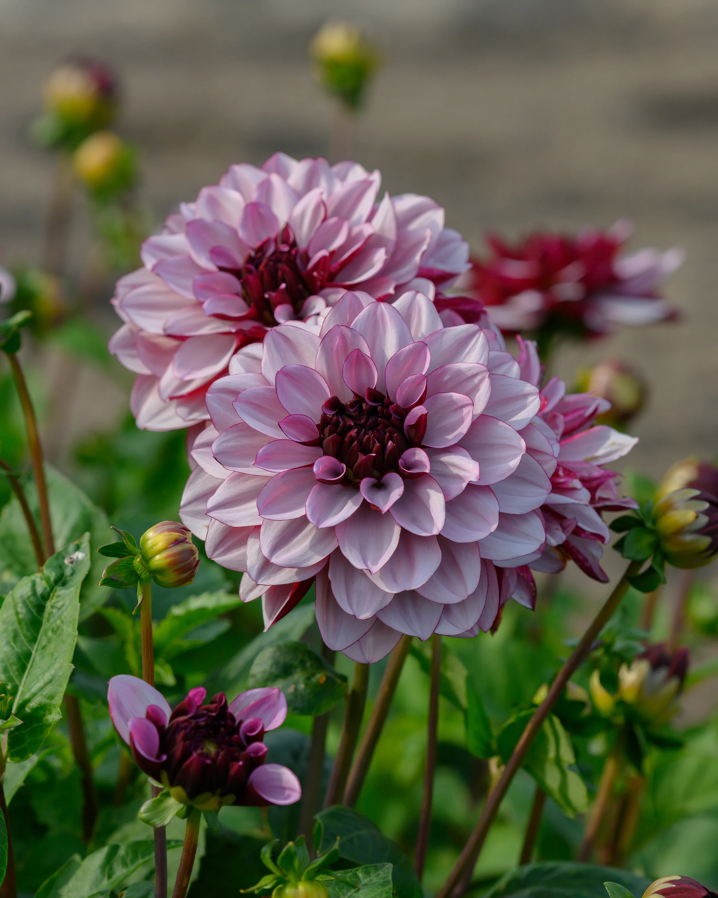 Dahlia 'Crème de Cassis' - Image 3