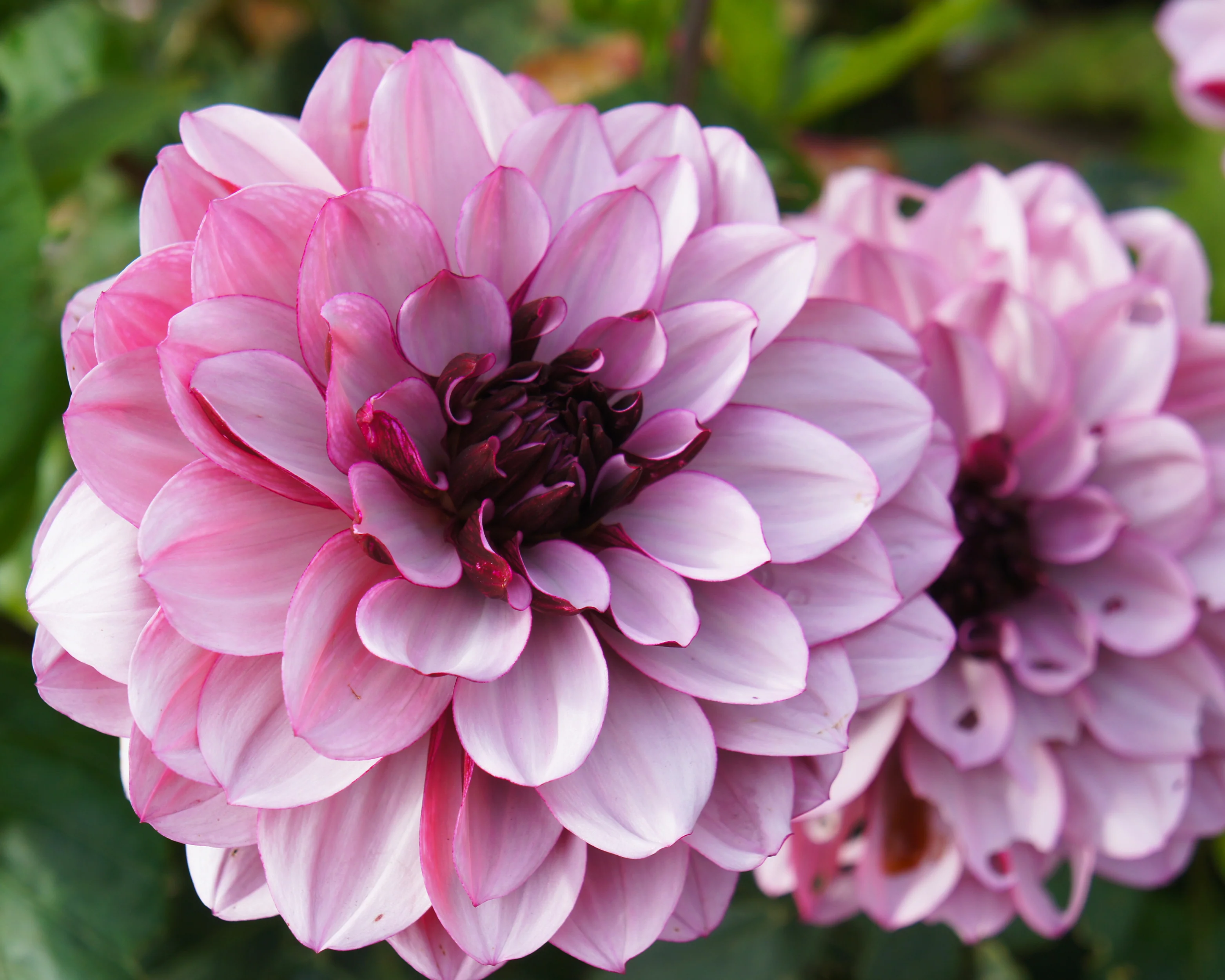 Dahlia 'Crème de Cassis' - Image 4