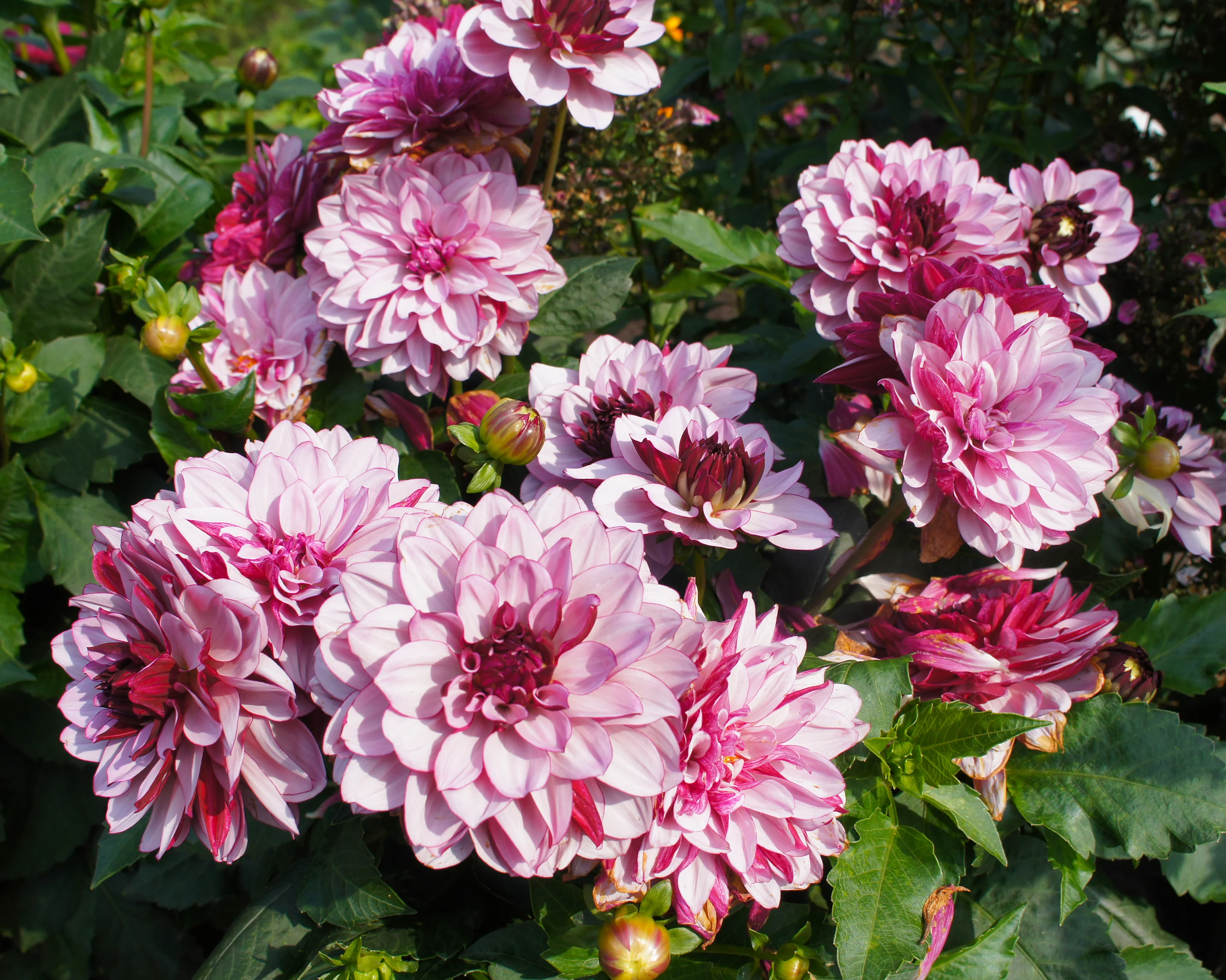 Dahlia 'Crème de Cassis' - Image 5