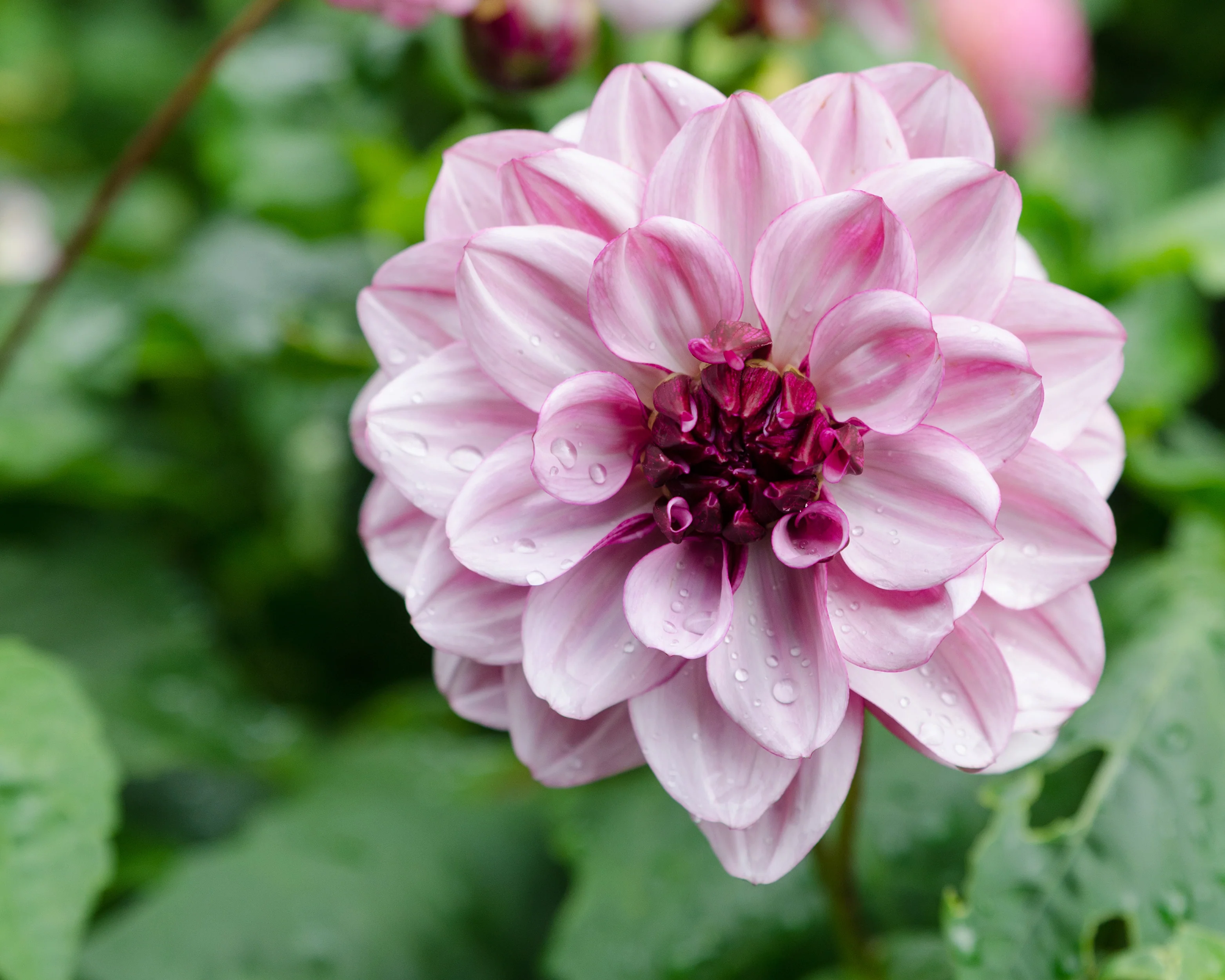 Dahlia 'Crème de Cassis' - Image 6