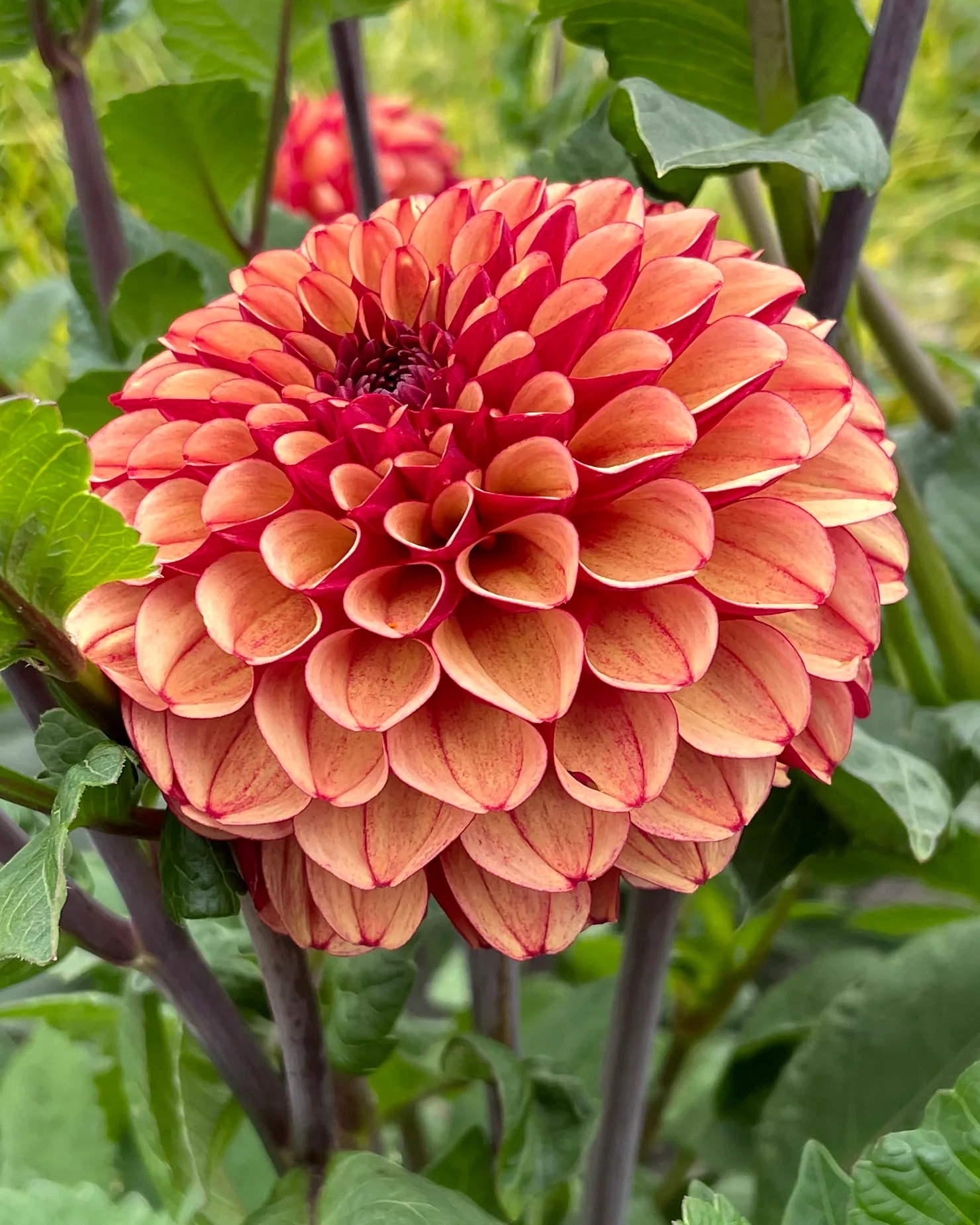 Dahlia 'Crème de Cognac' - Image 2