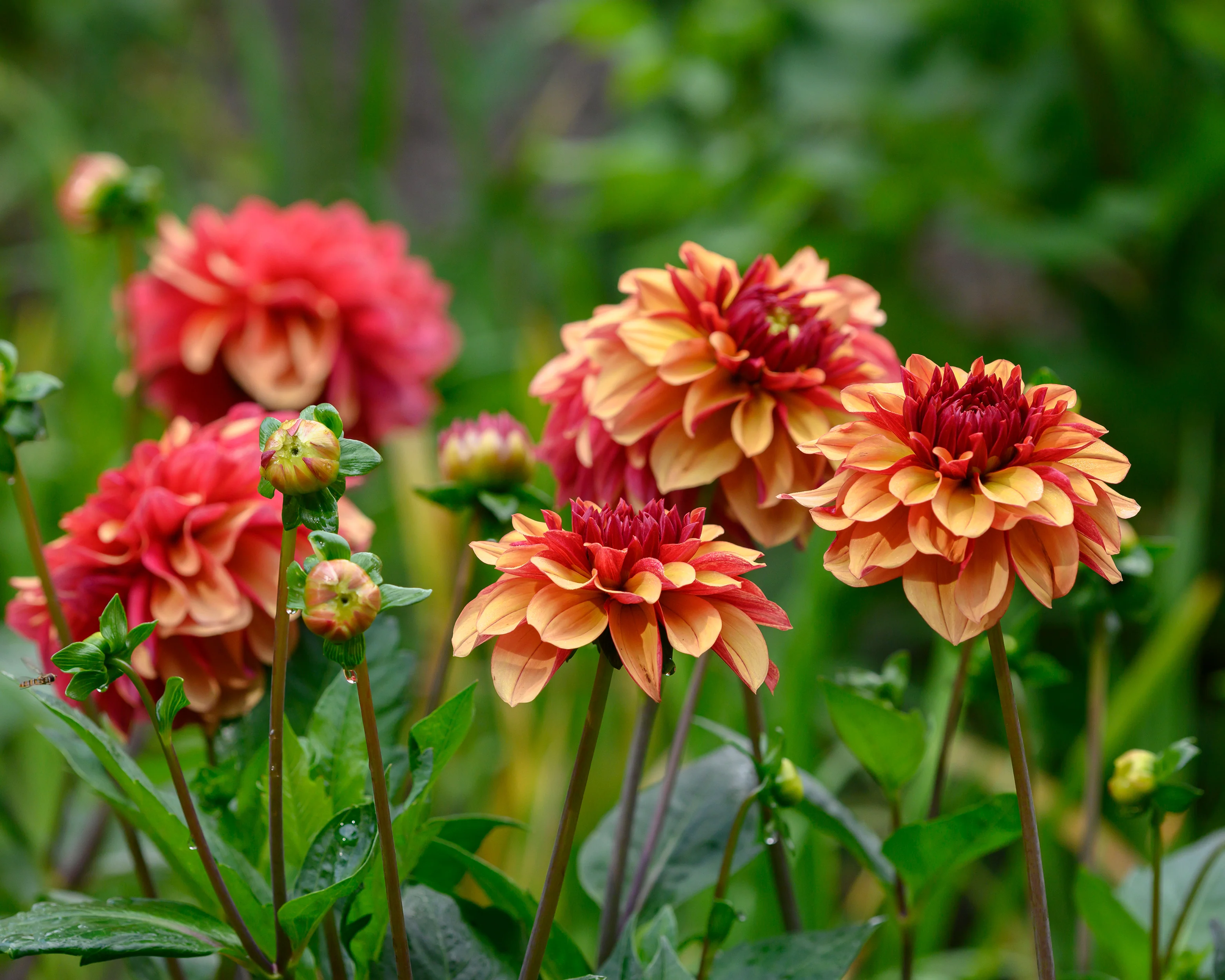 Dahlia 'Crème de Cognac' - Image 4