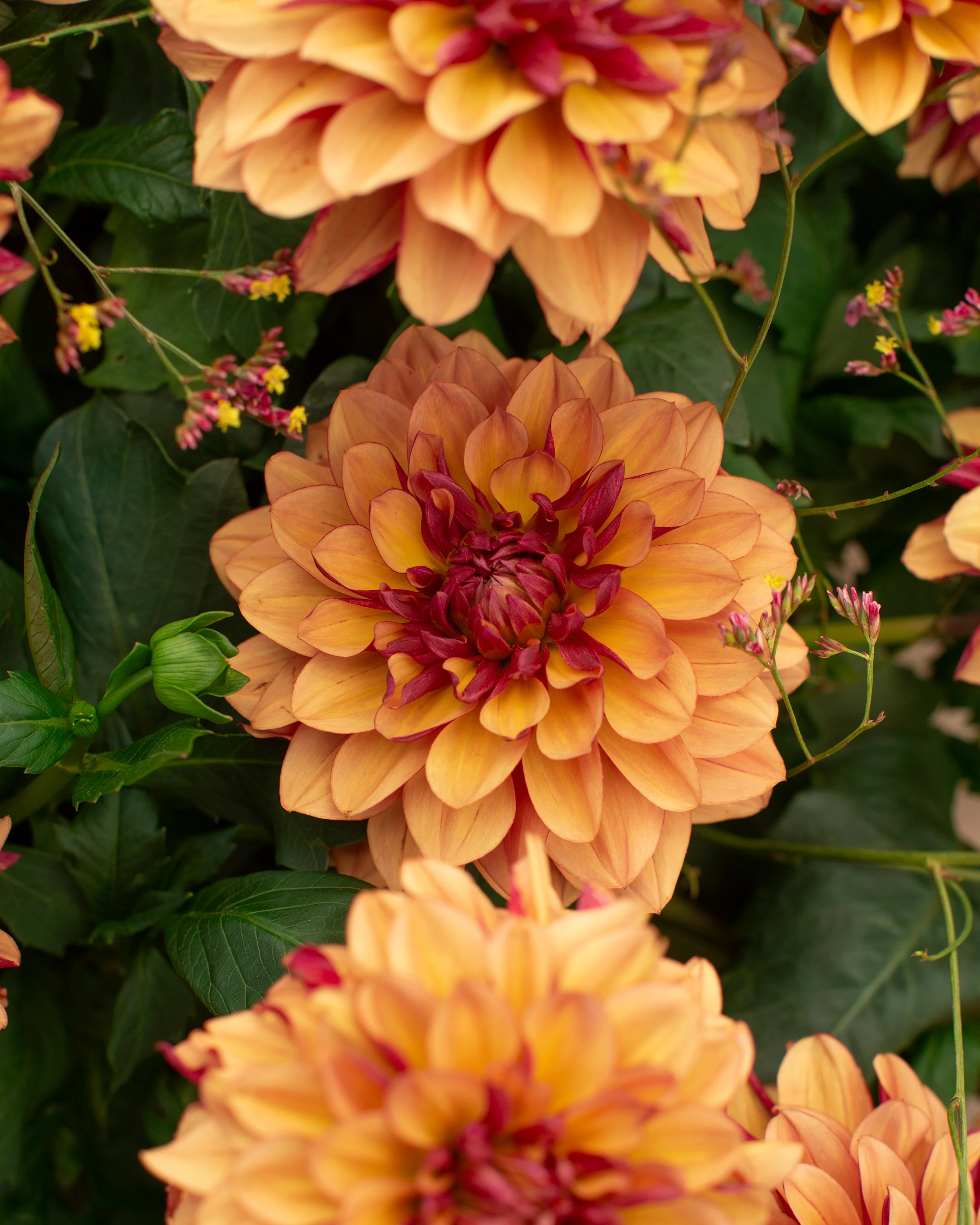 Dahlia 'Crème de Cognac' - Image 7
