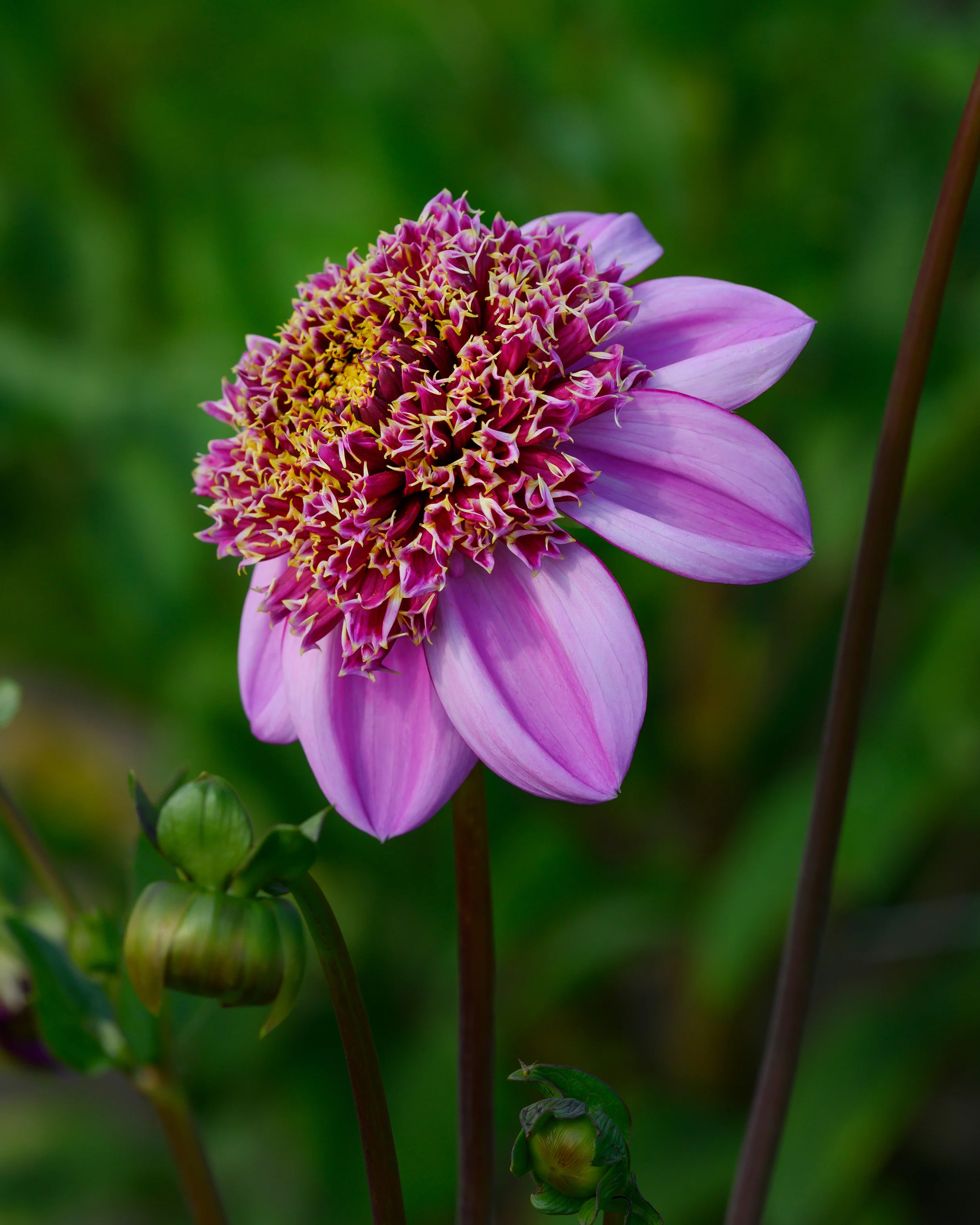 Dahlia 'Dad's Favourite' - Image 3