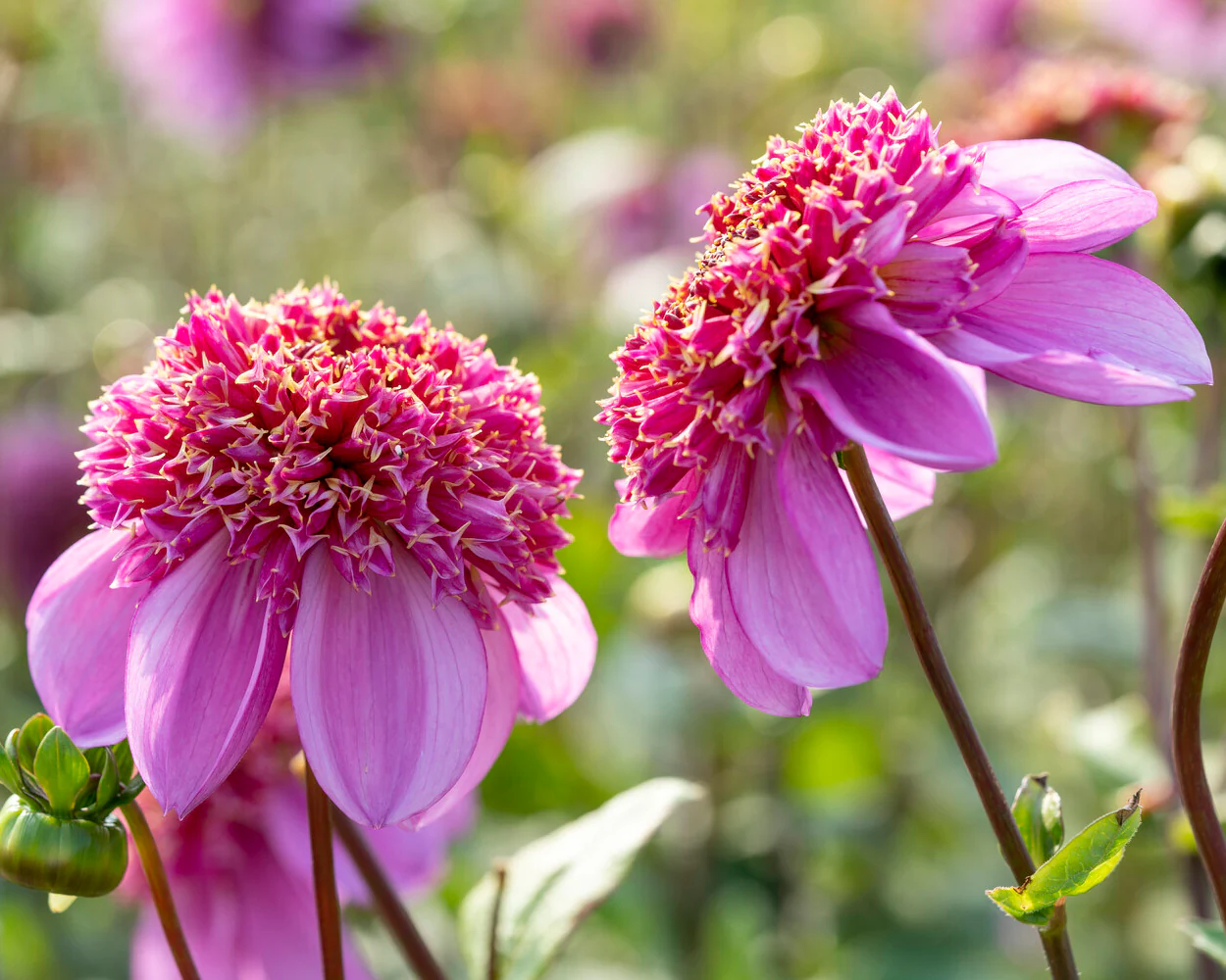 Dahlia 'Dad's Favourite' - Image 5