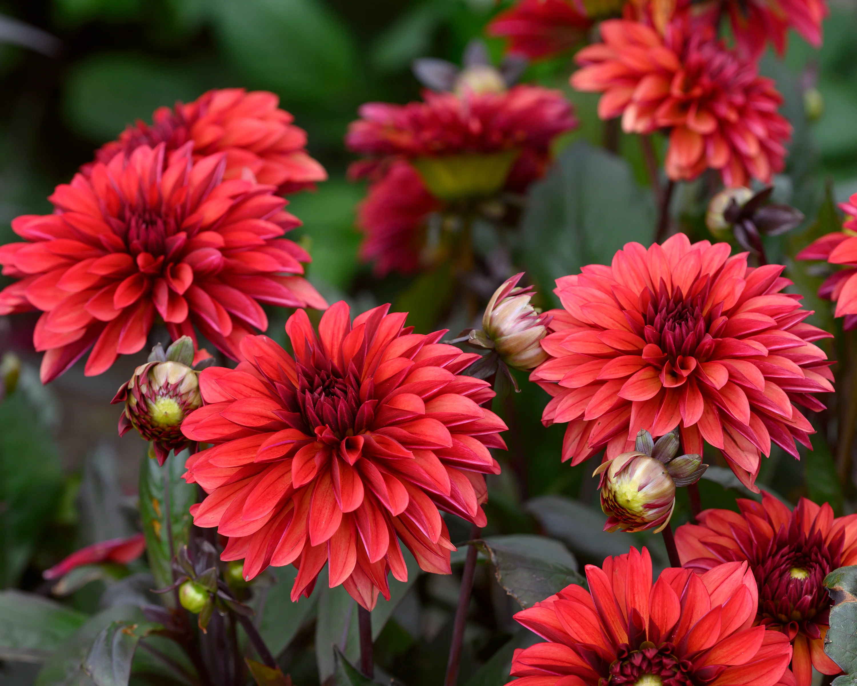 Dahlia 'Danique' - Image 2