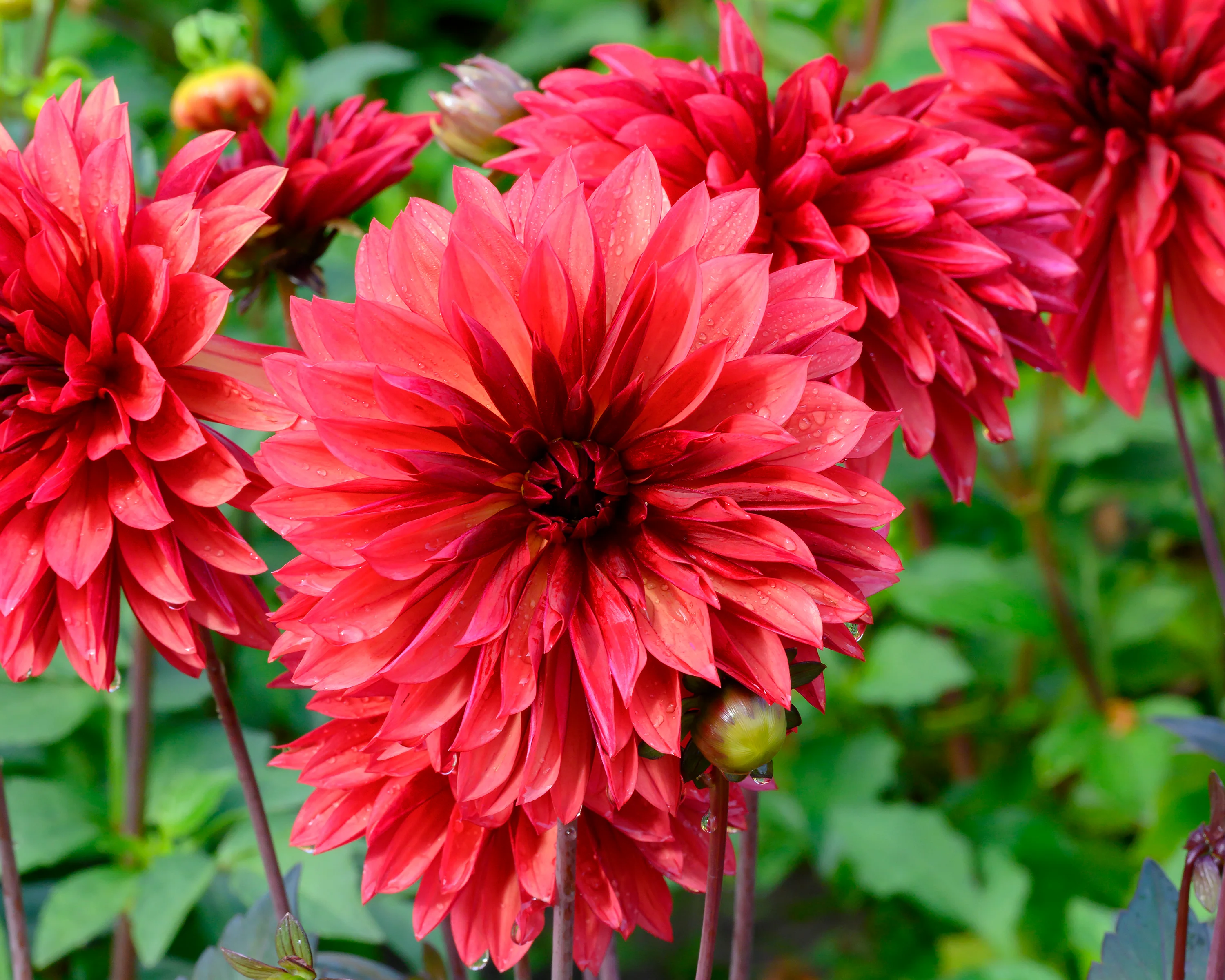Dahlia 'Danique' - Image 6