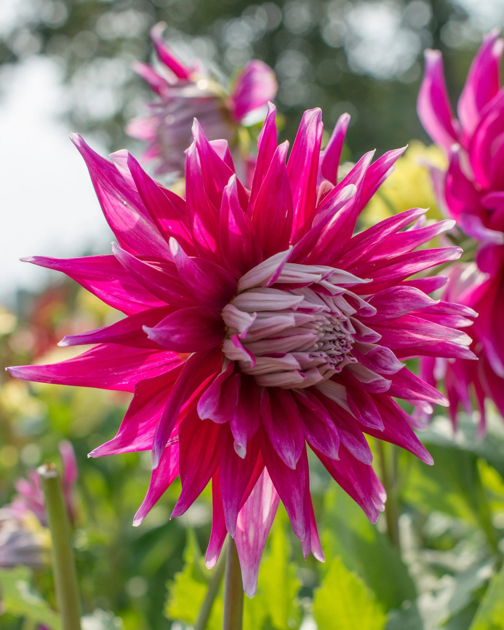 Dahlia 'Dark Horse' - Image 2