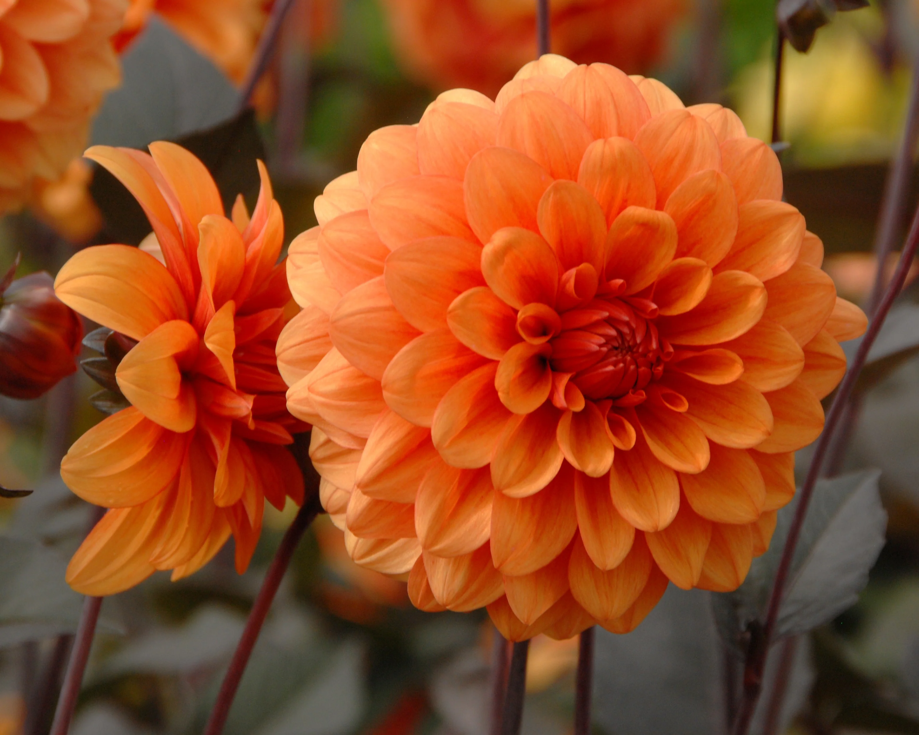 Dahlia 'David Howard' - Image 10