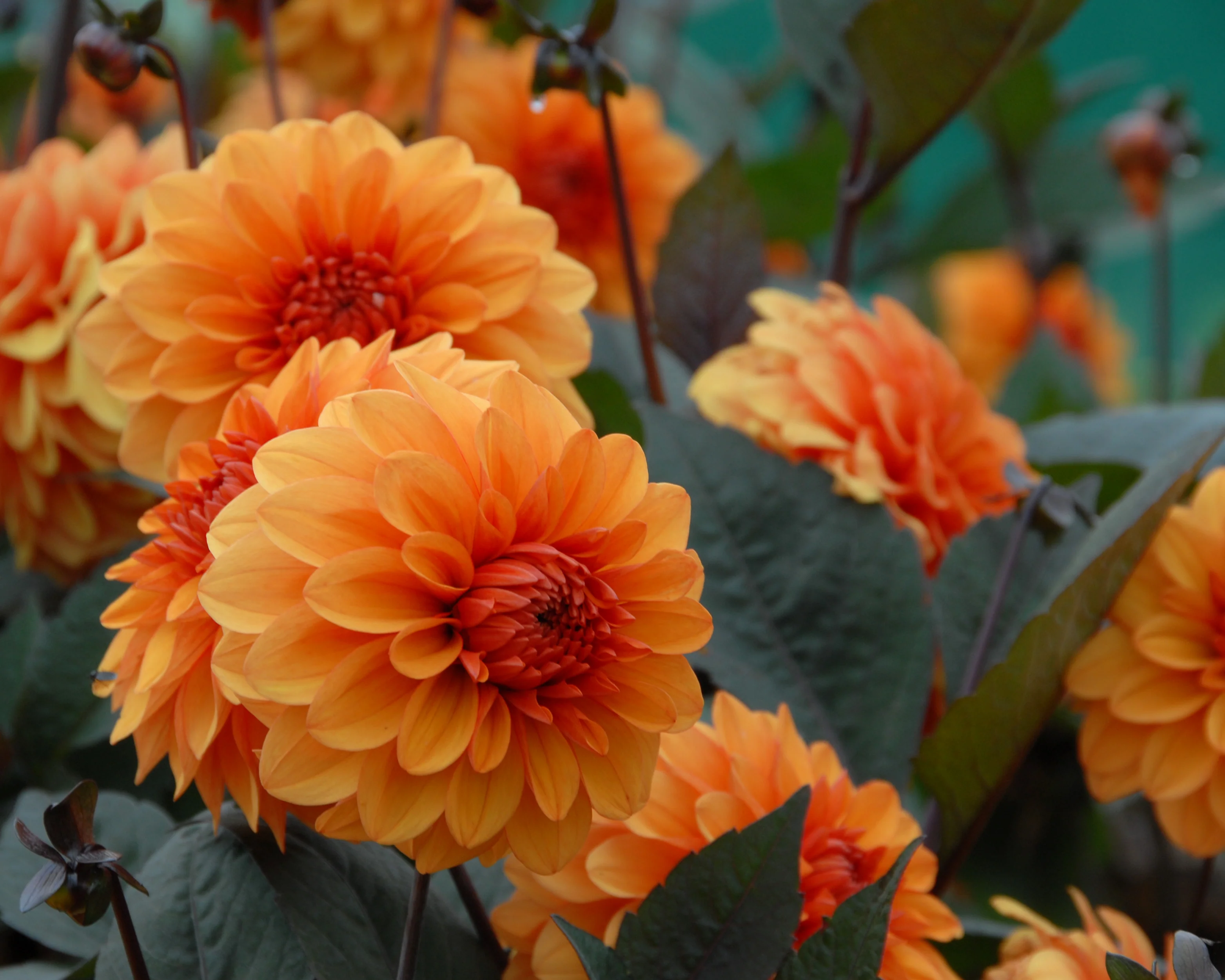 Dahlia 'David Howard' - Image 13