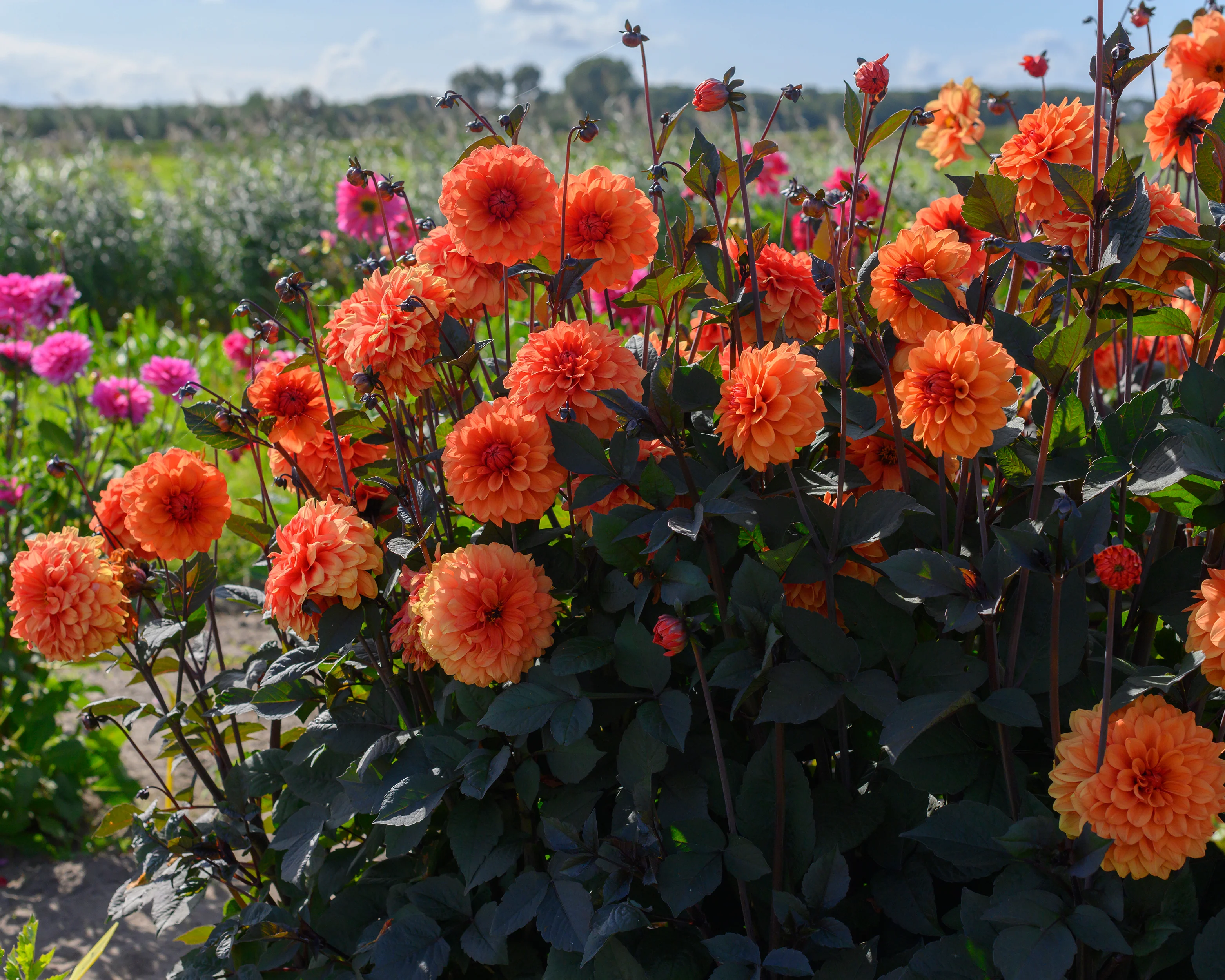 Dahlia 'David Howard' - Image 14