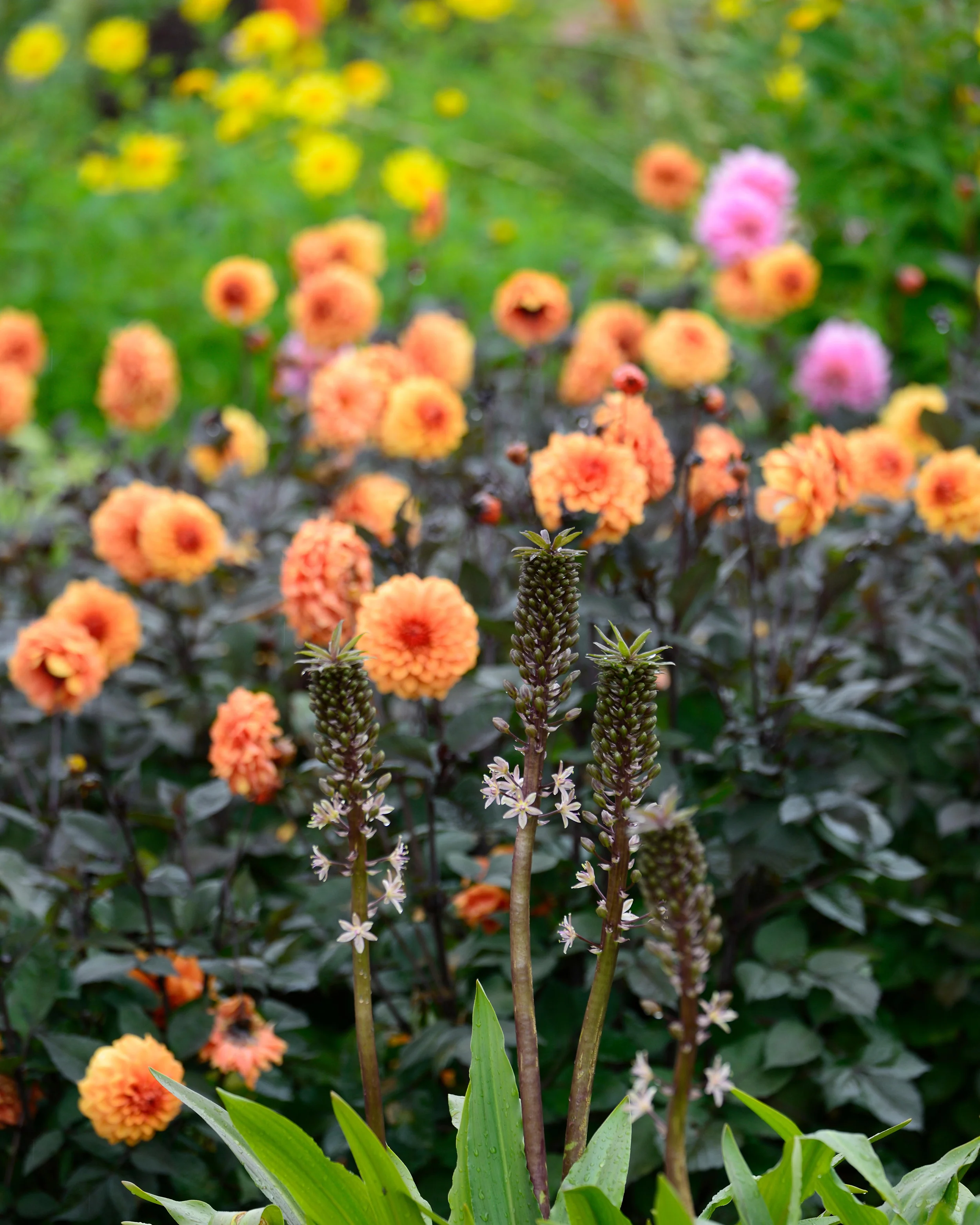Dahlia 'David Howard' - Image 15