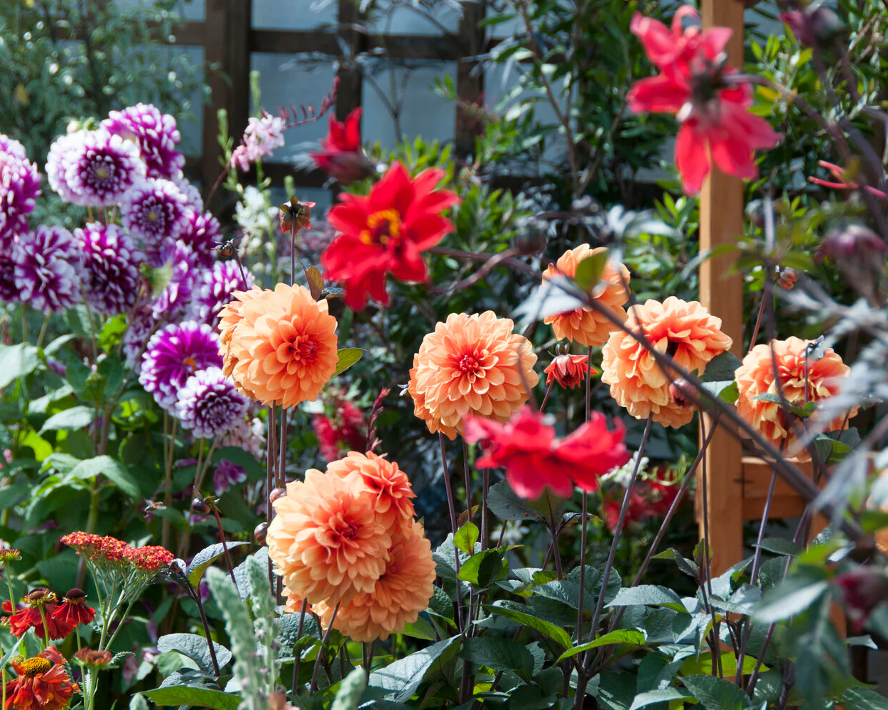 Dahlia 'David Howard' - Image 17