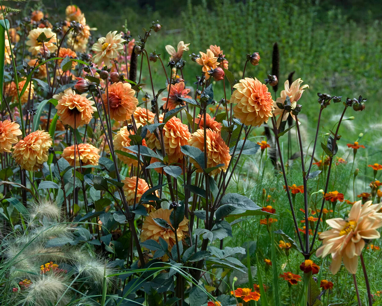 Dahlia 'David Howard' - Image 18