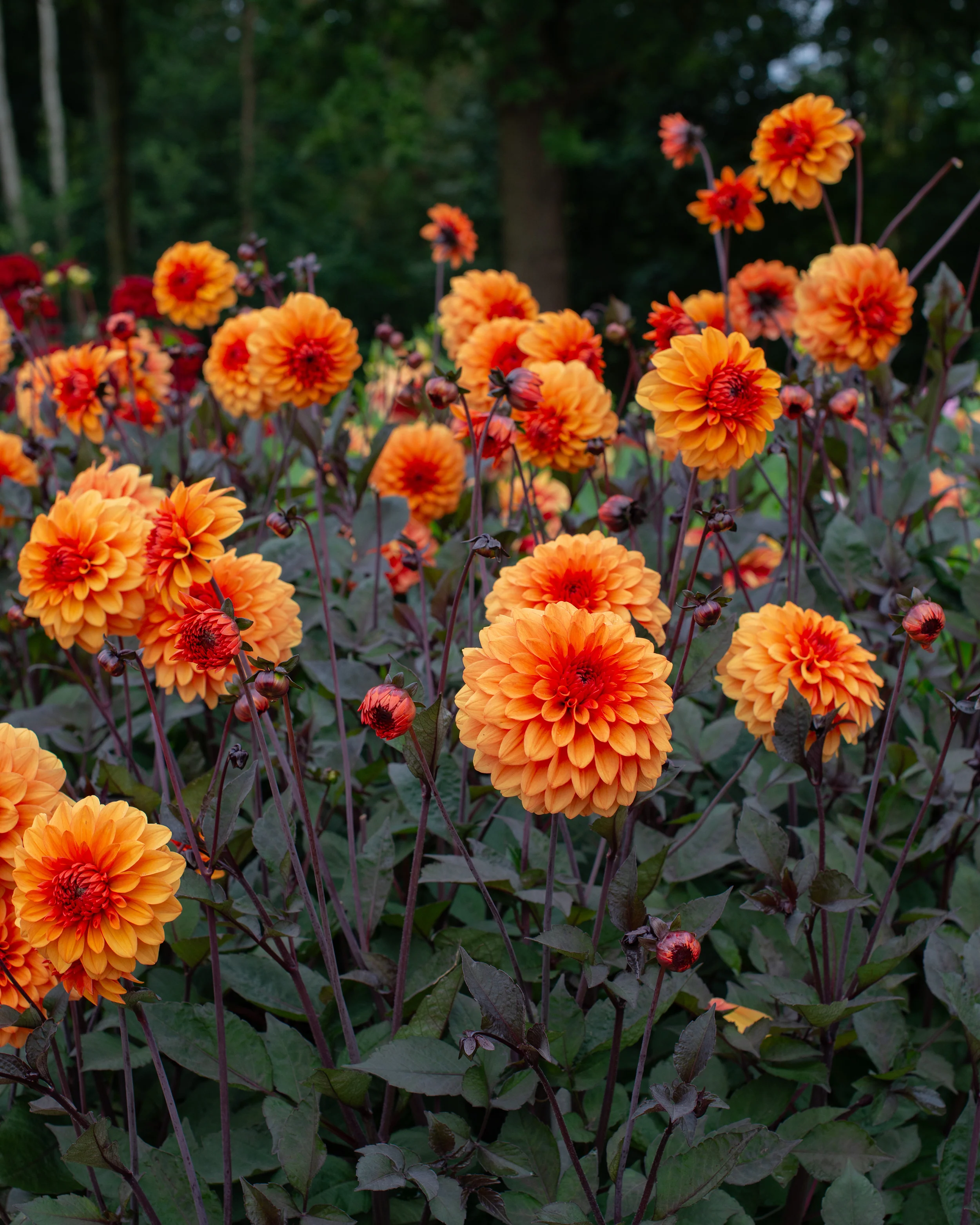 Dahlia 'David Howard' - Image 2