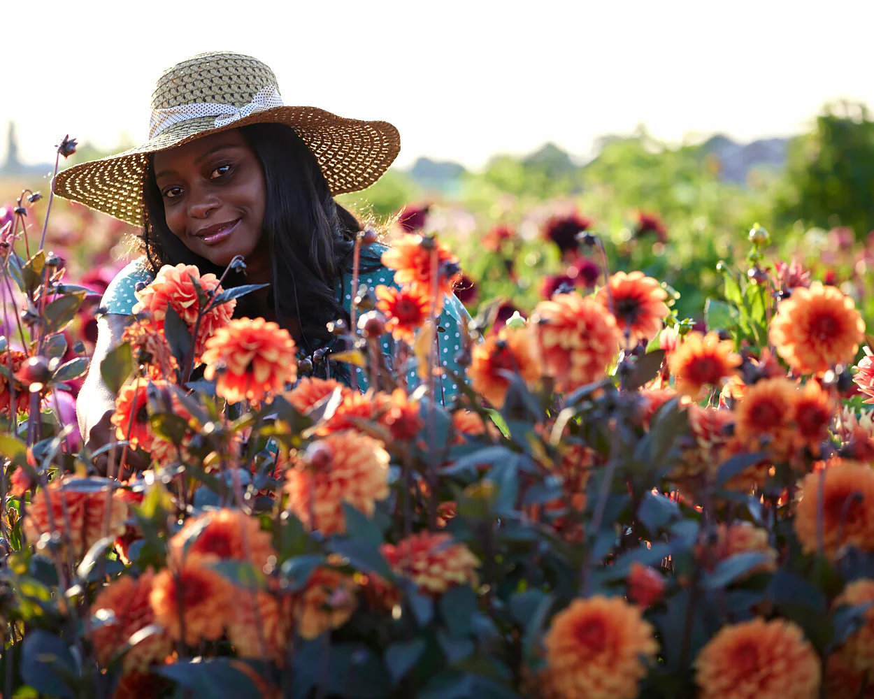 Dahlia 'David Howard' - Image 3