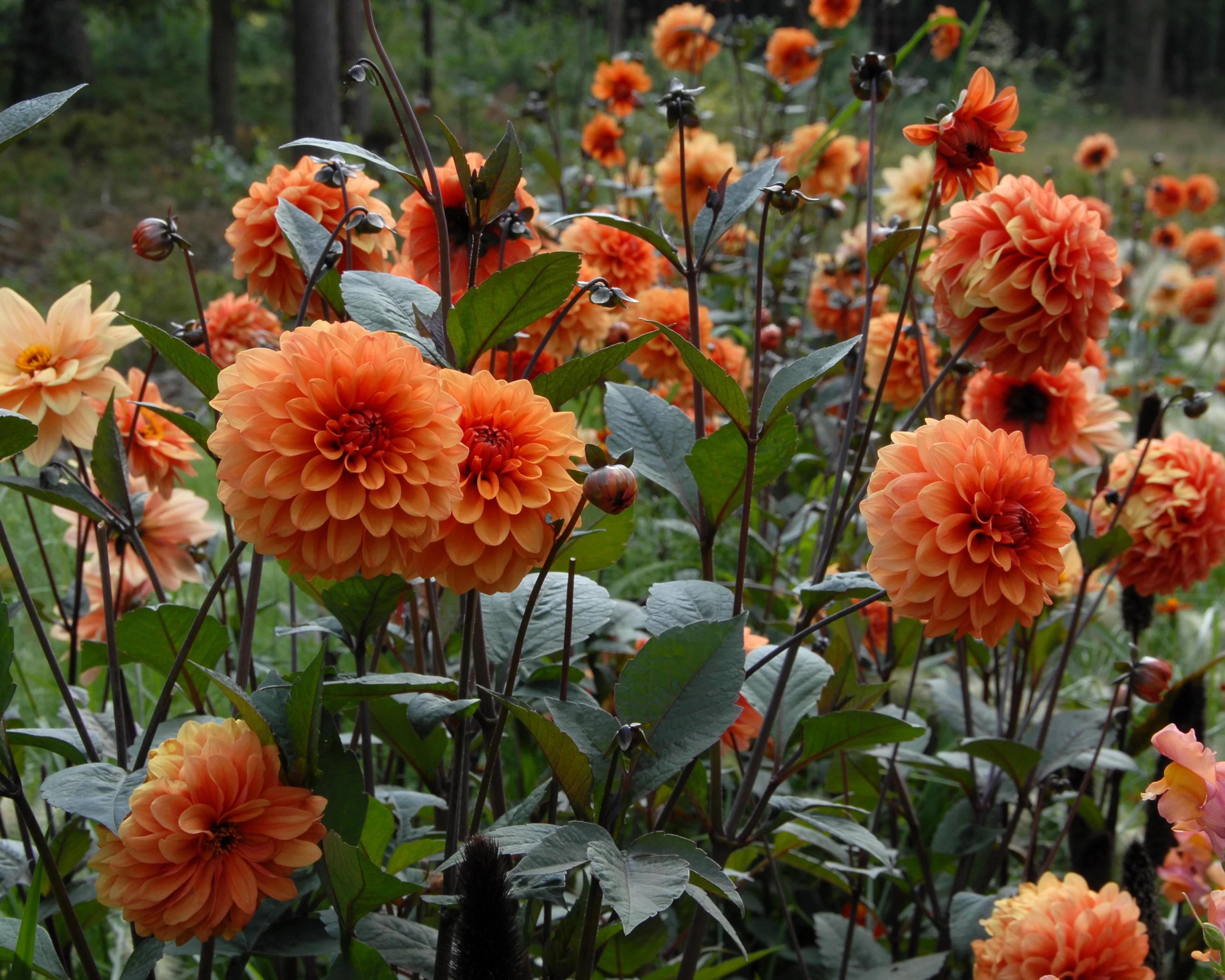 Dahlia 'David Howard' - Image 6