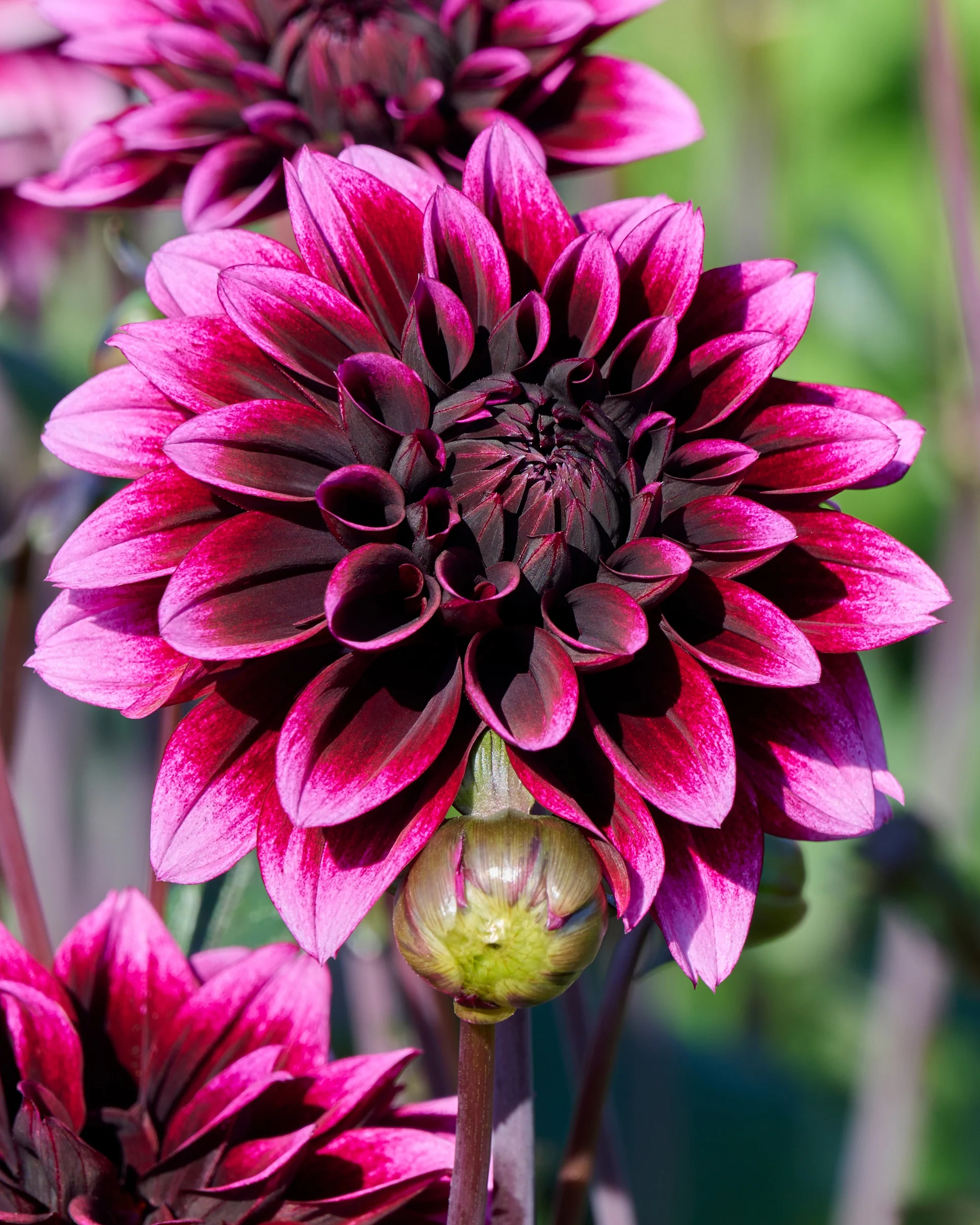 Dahlia 'Davina Michelle' - Image 2