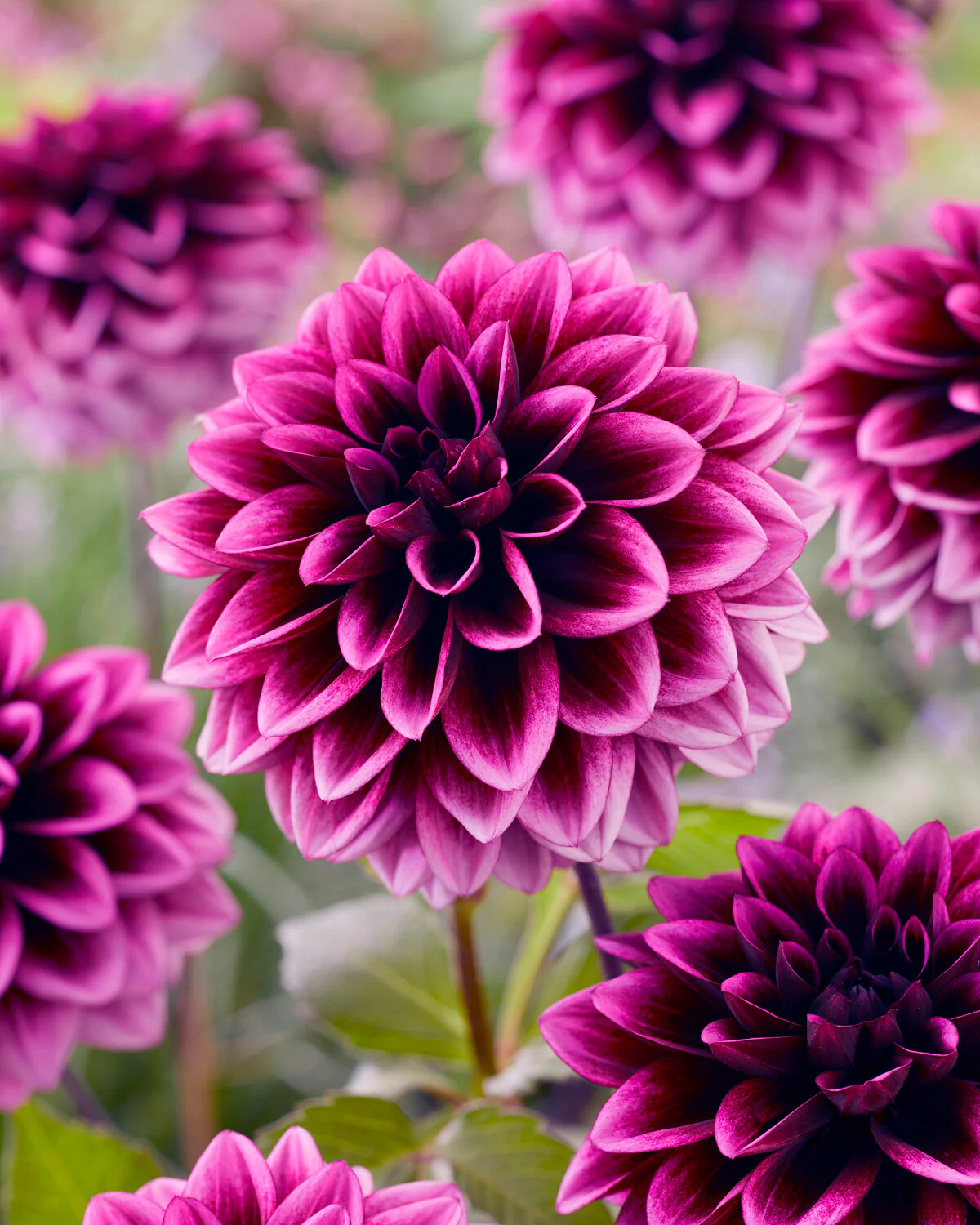 Dahlia 'Davina Michelle' - Image 4