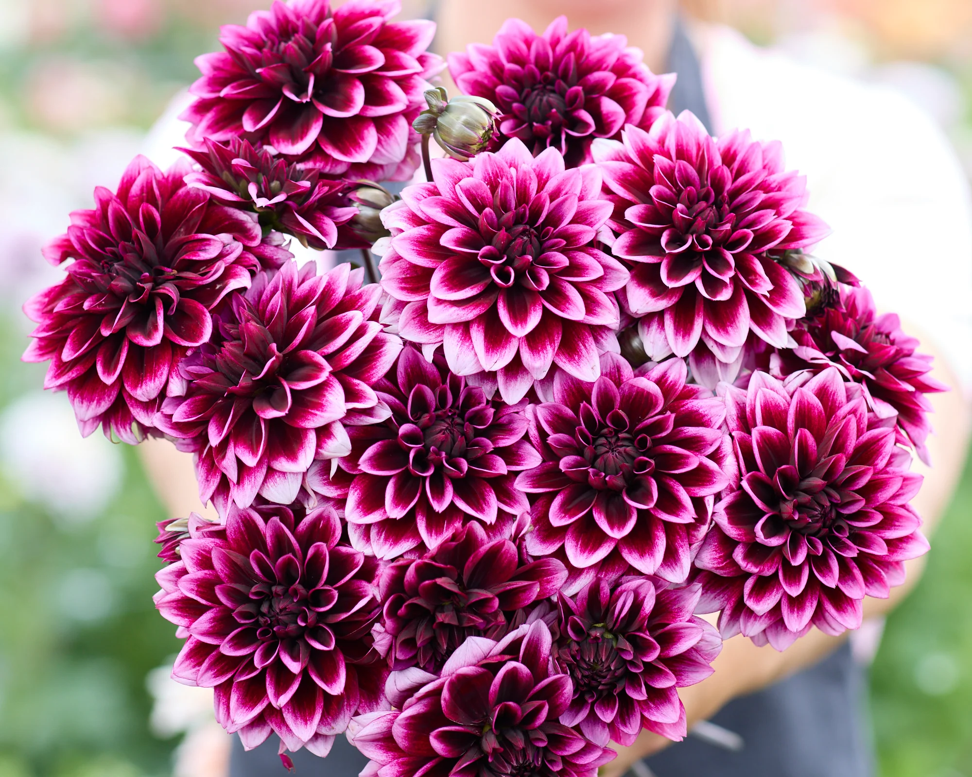 Dahlia 'Davina Michelle' - Image 5