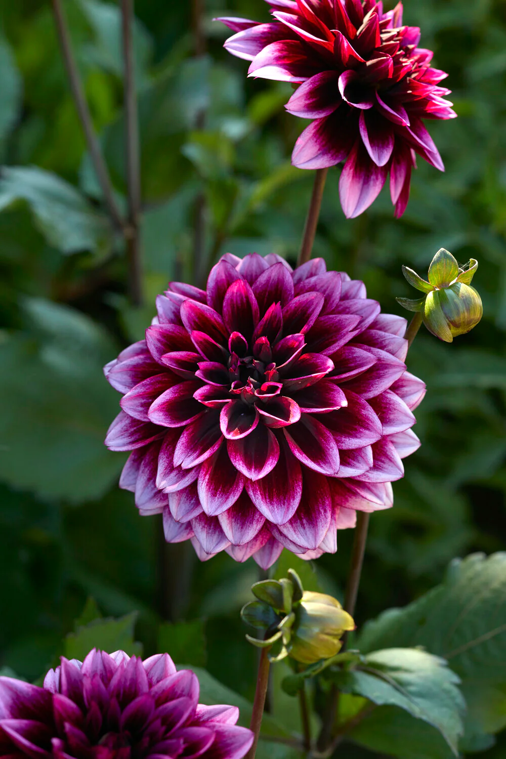 Dahlia 'Davina Michelle' - Image 6