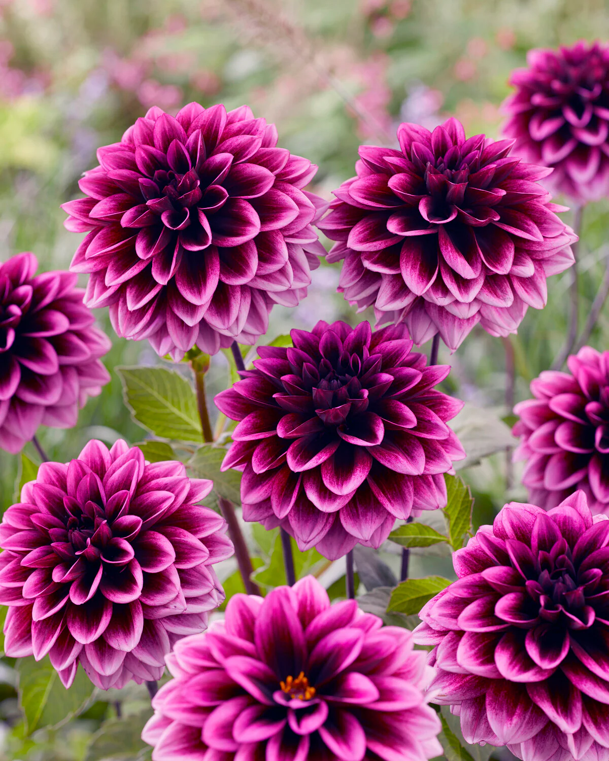 Dahlia 'Davina Michelle' - Image 8