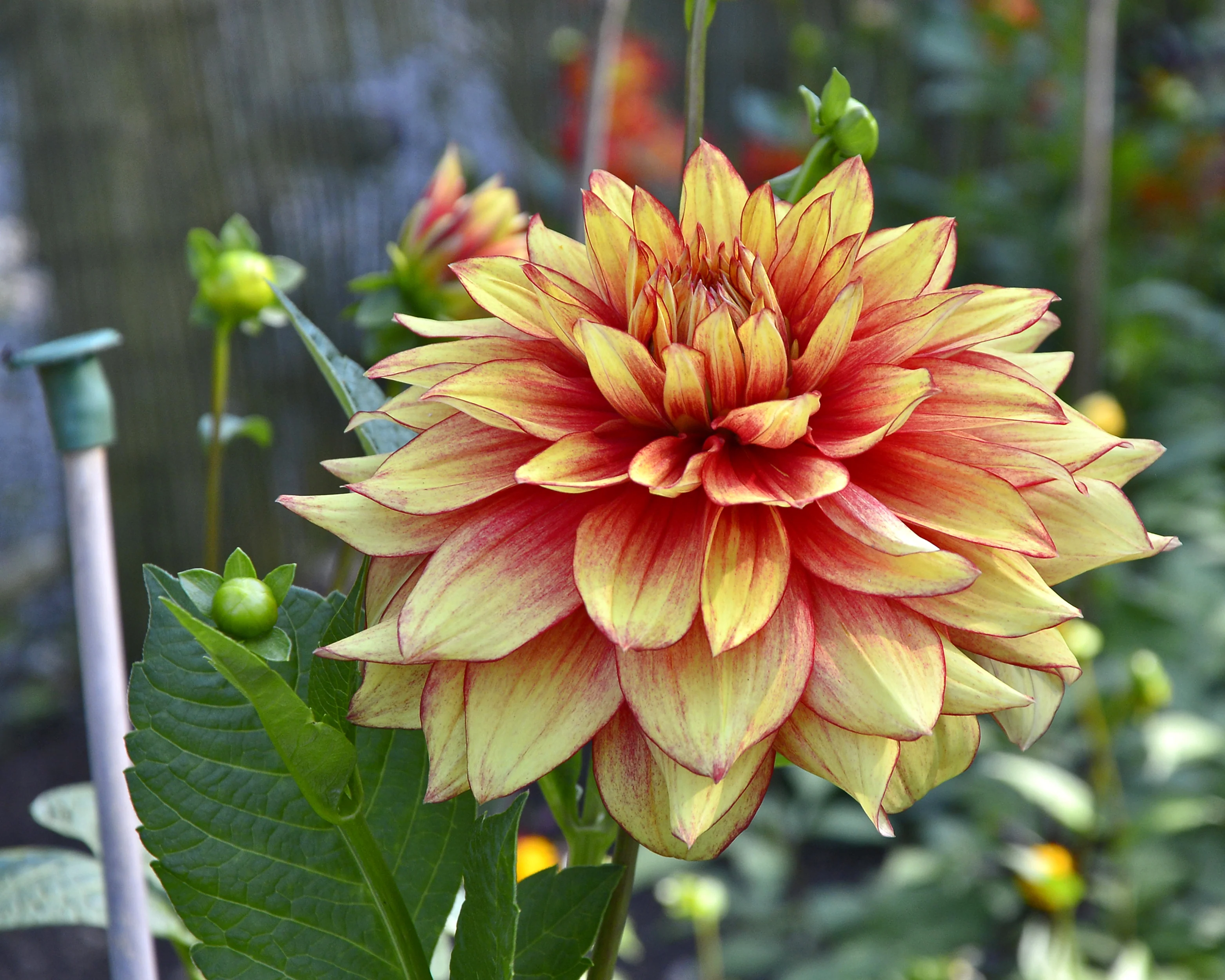 Dahlia 'Dazzling Magic' - Image 2