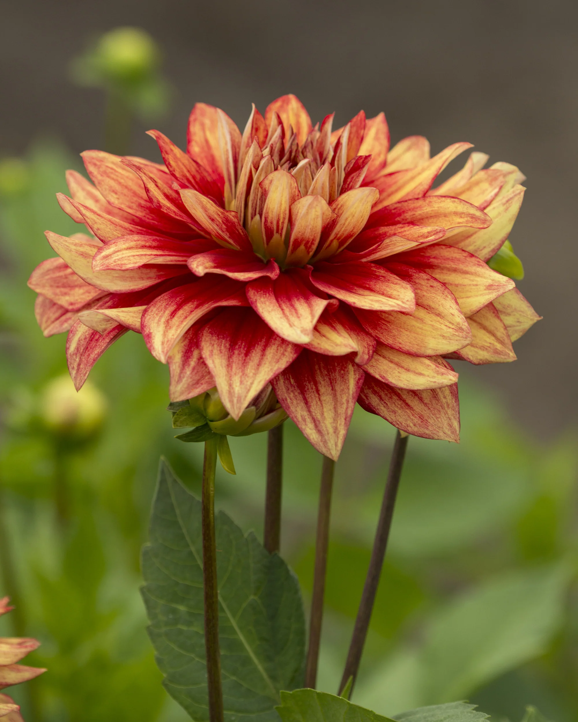 Dahlia 'Dazzling Magic' - Image 4