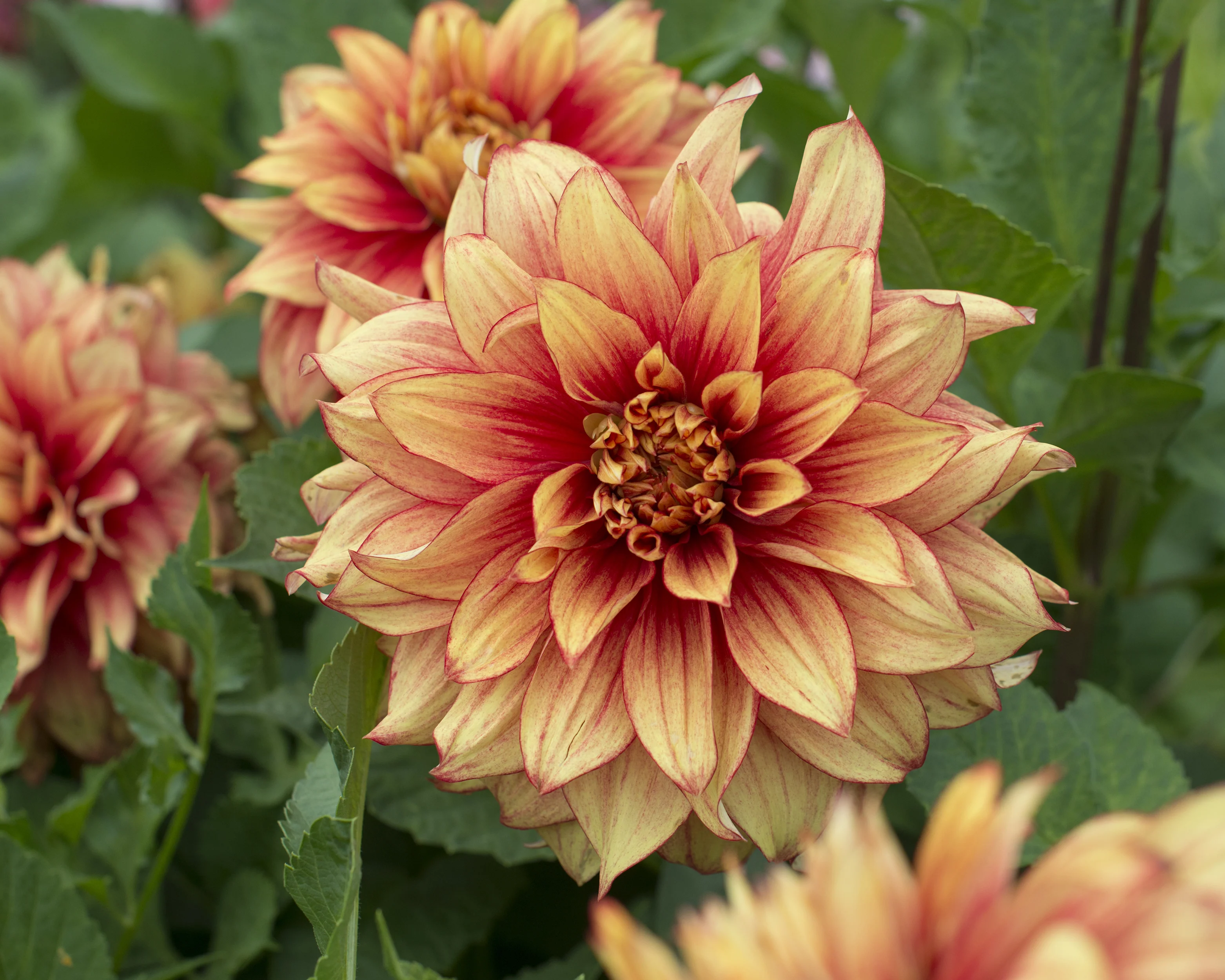 Dahlia 'Dazzling Magic' - Image 5