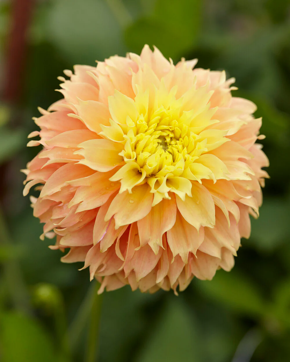 Dahlia 'Deep Impact' - Image 2