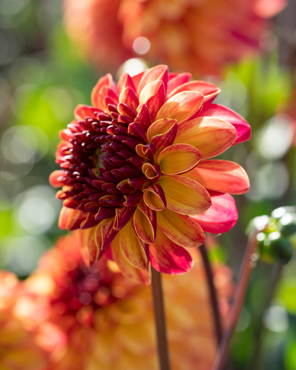 Dahlia 'Ding a Dong' - Image 2