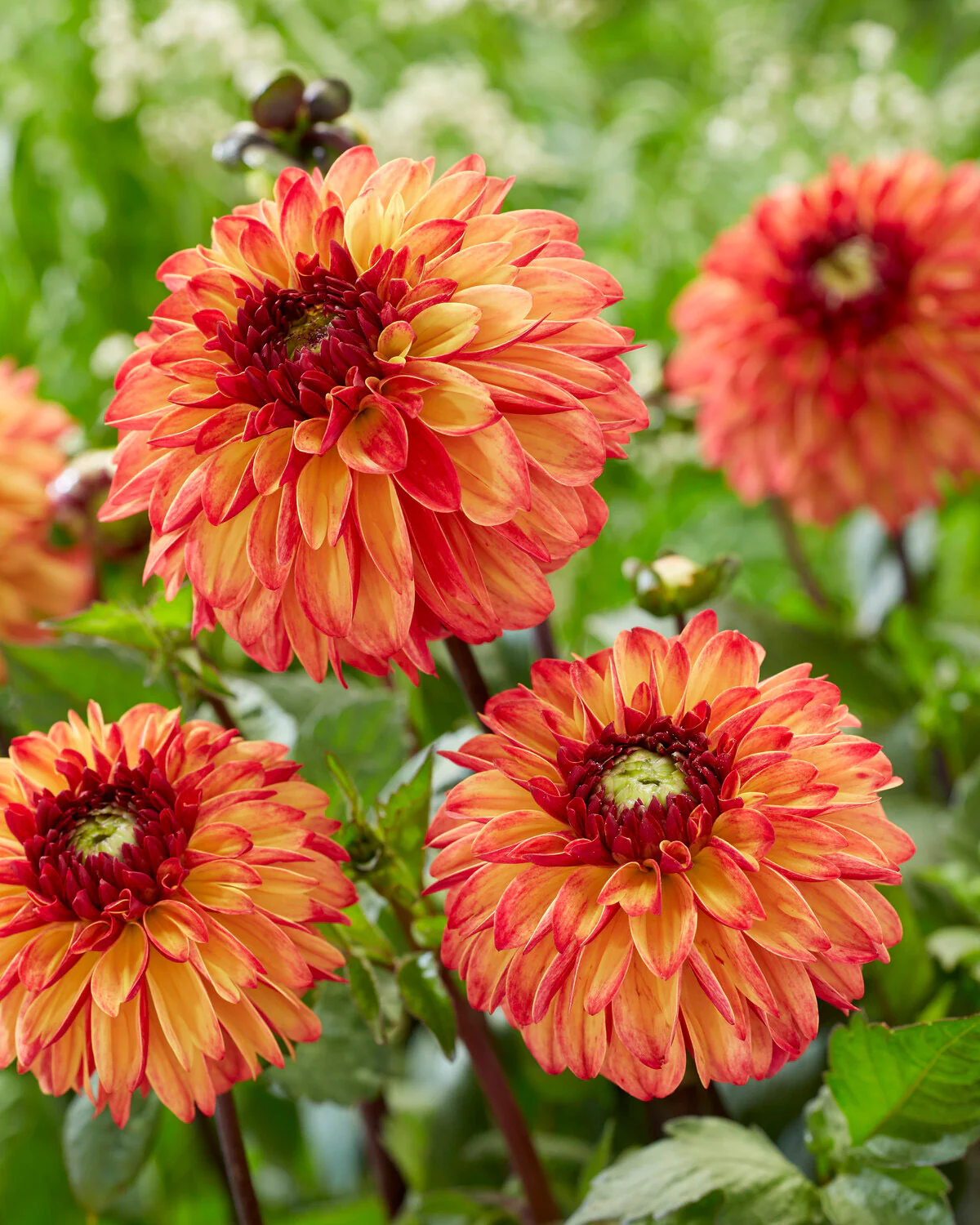 Dahlia 'Ding a Dong' - Image 5
